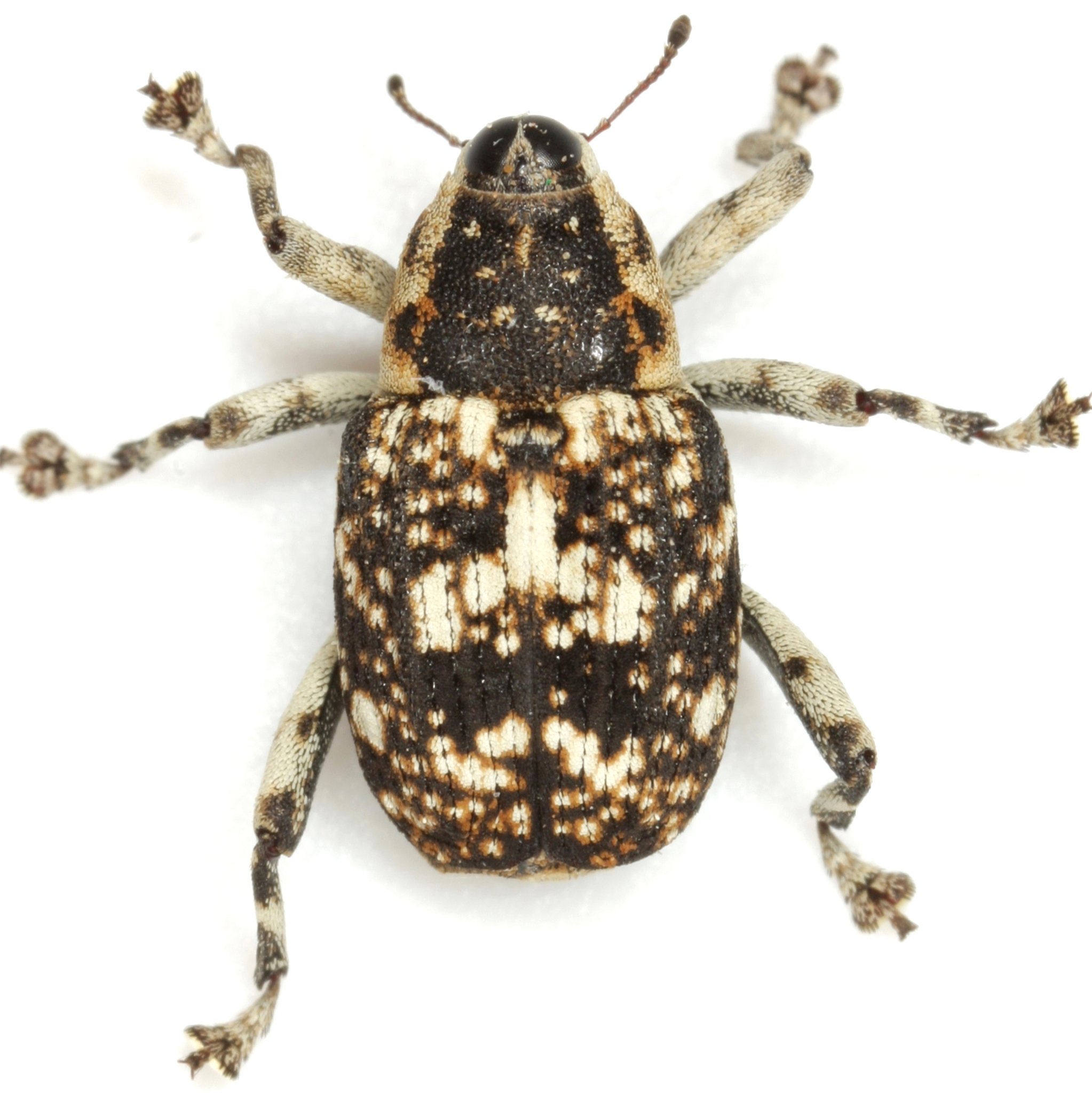 Peltophorus