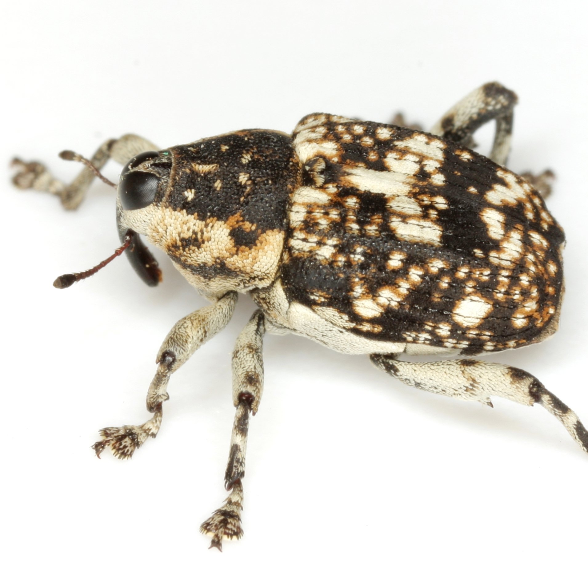 Peltophorus