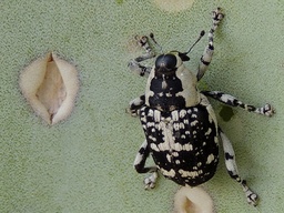 Peltophorus
