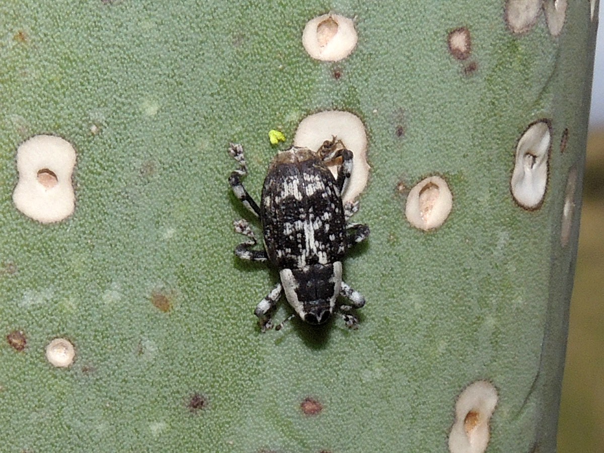 Peltophorus