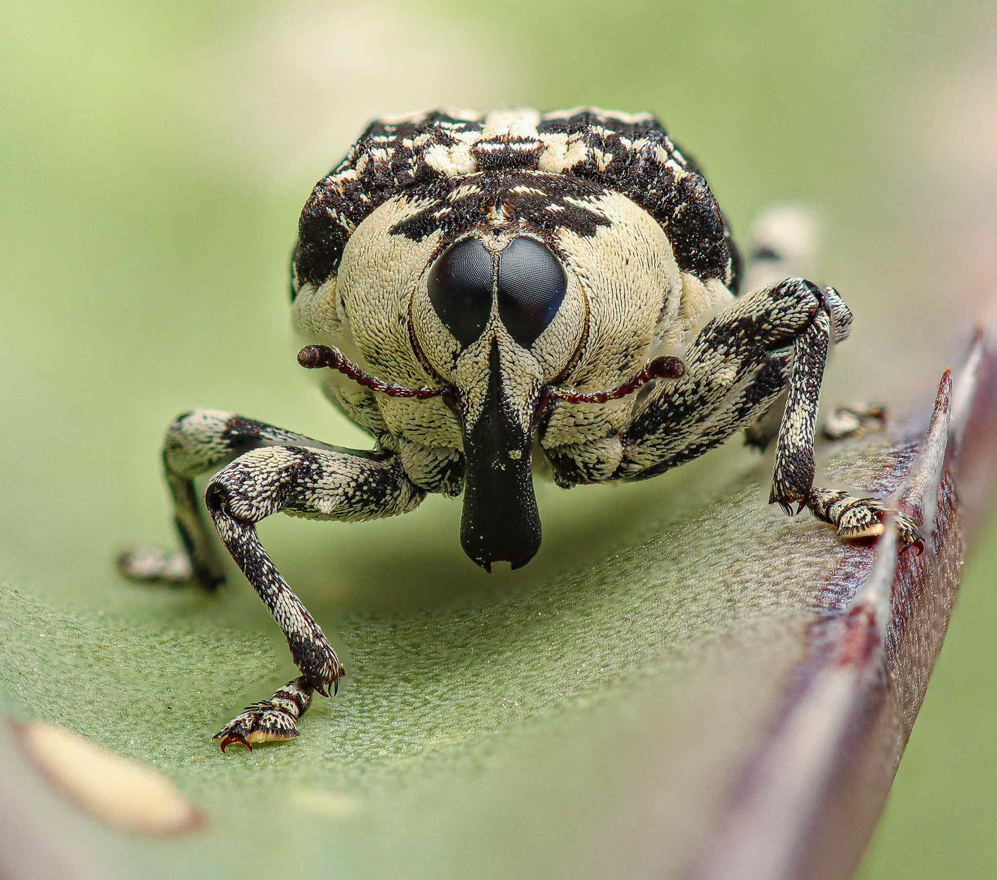 Peltophorus