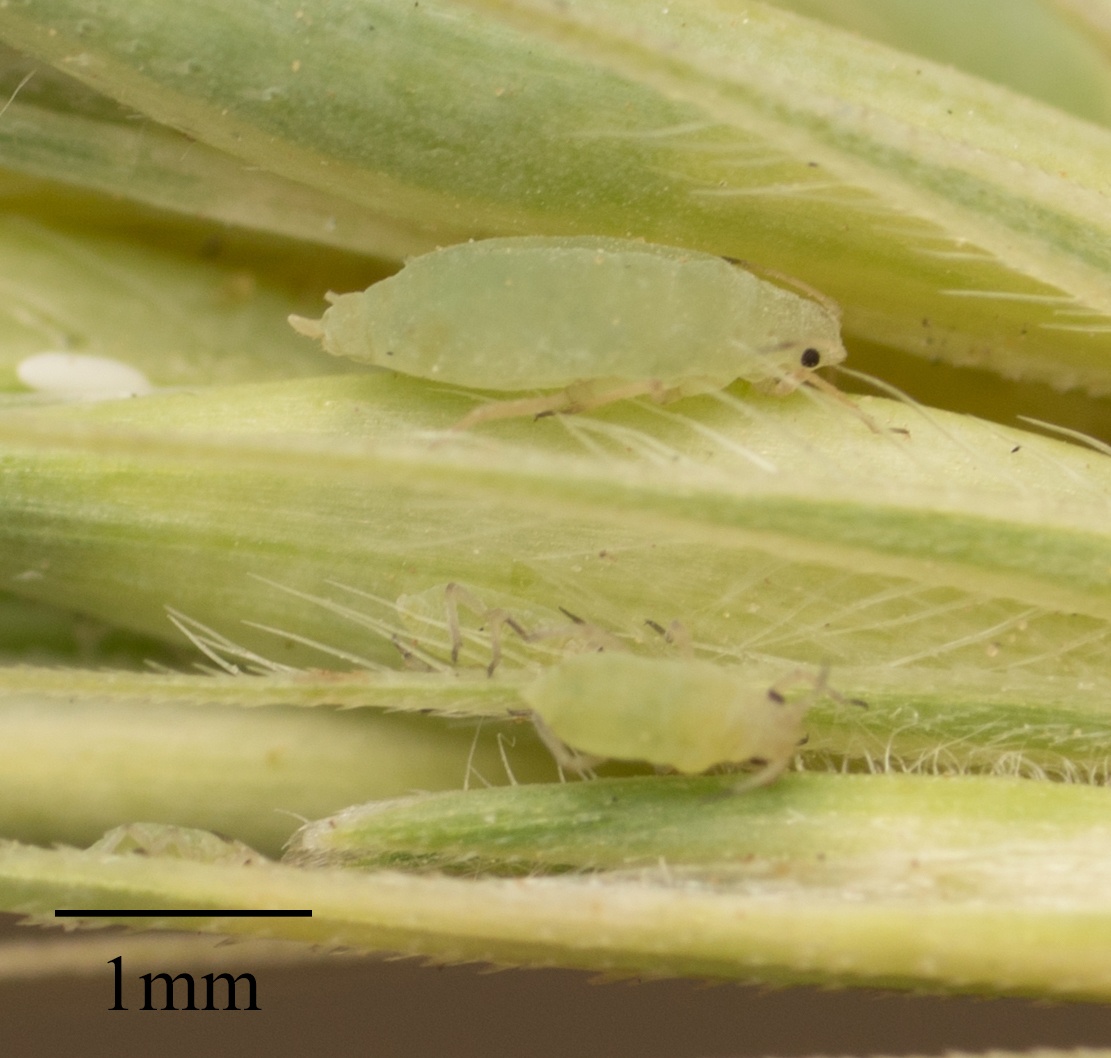 Diuraphis noxia