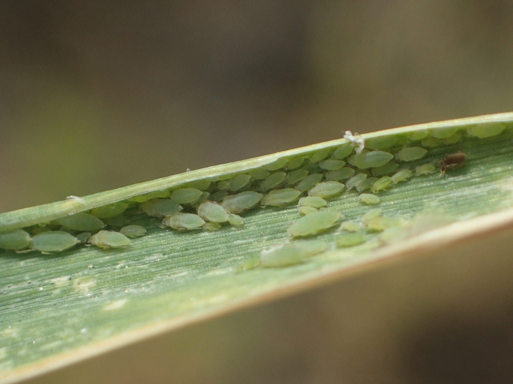 Diuraphis noxia