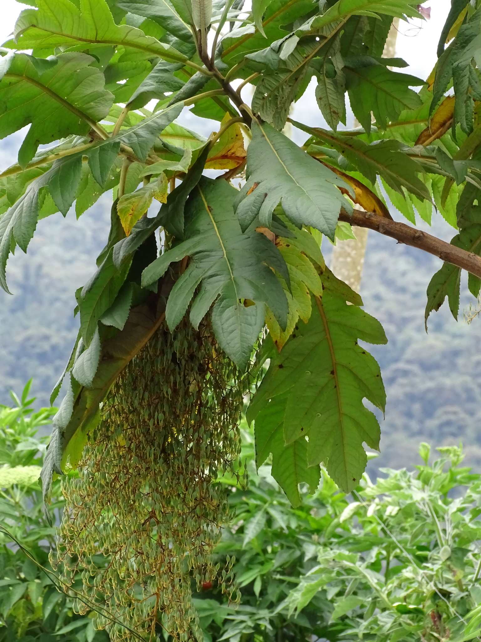 Bocconia frutescens