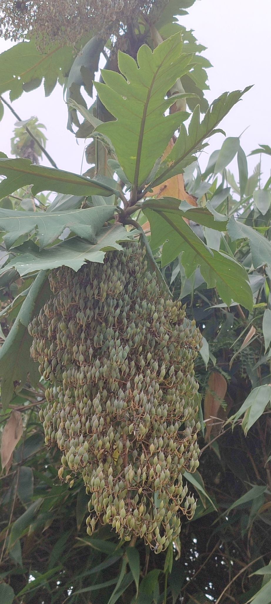 Bocconia frutescens