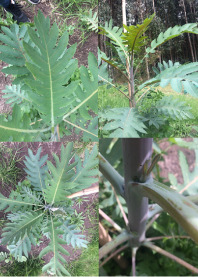 Bocconia frutescens