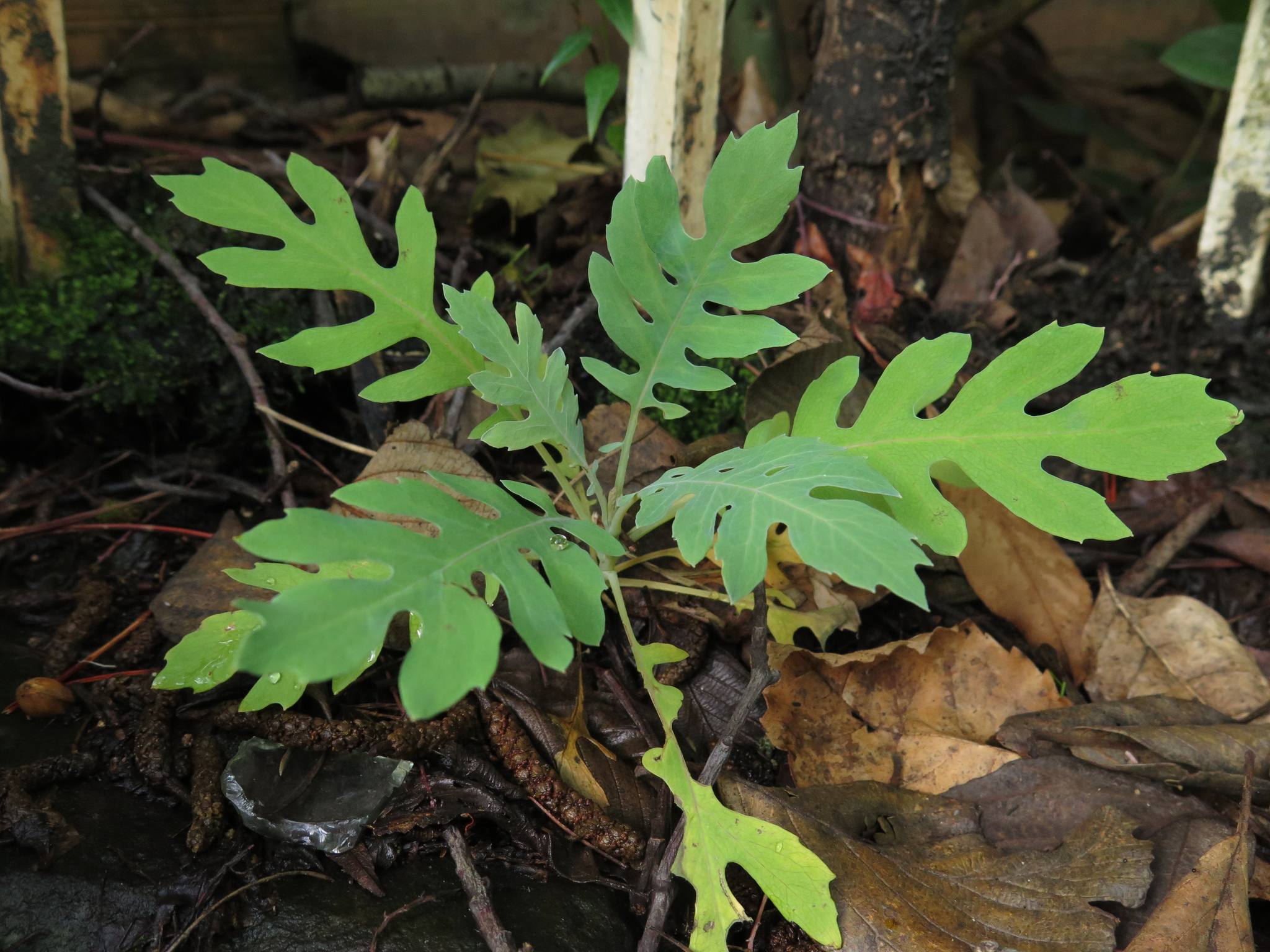 Bocconia frutescens
