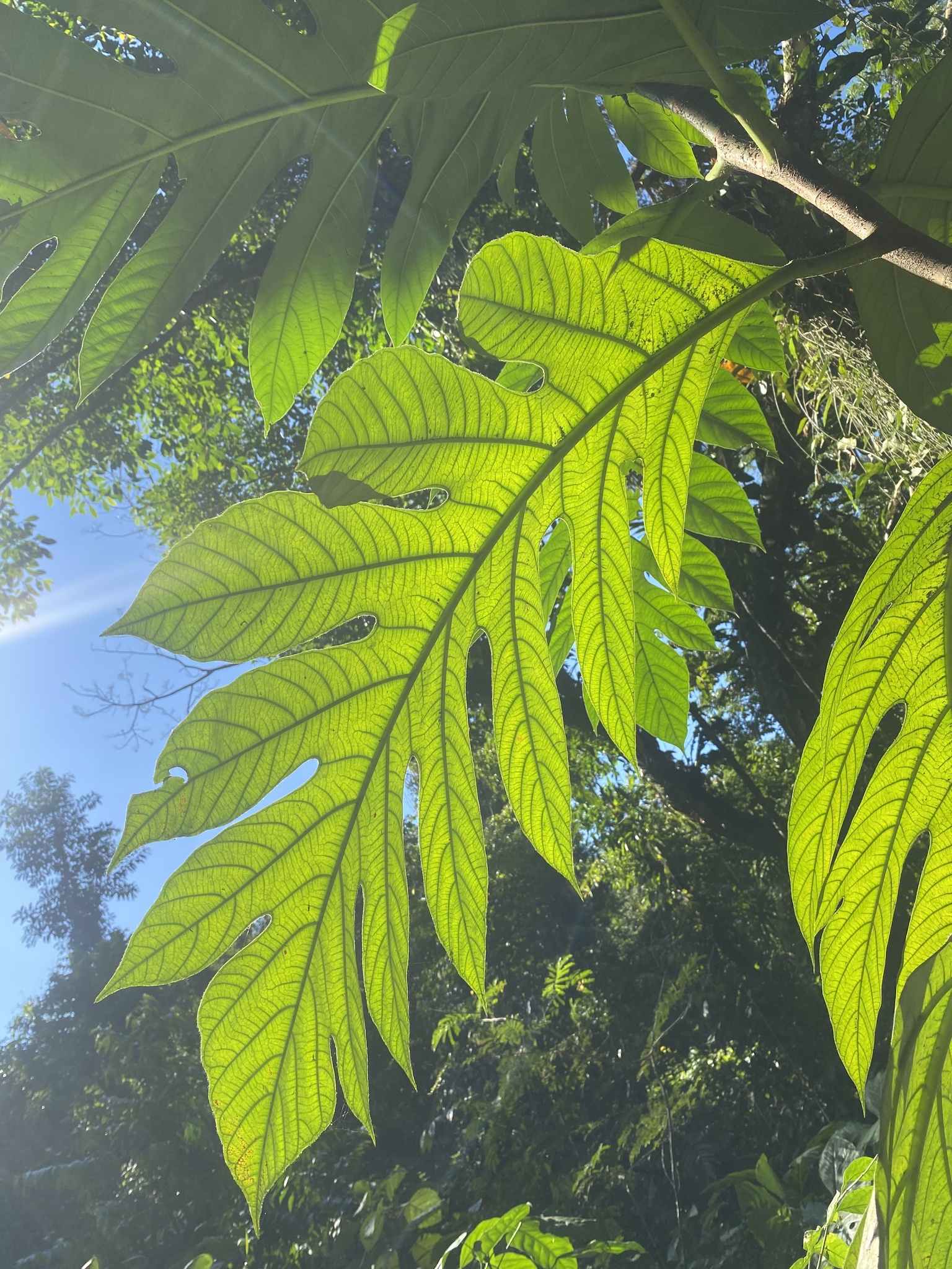 Bocconia frutescens