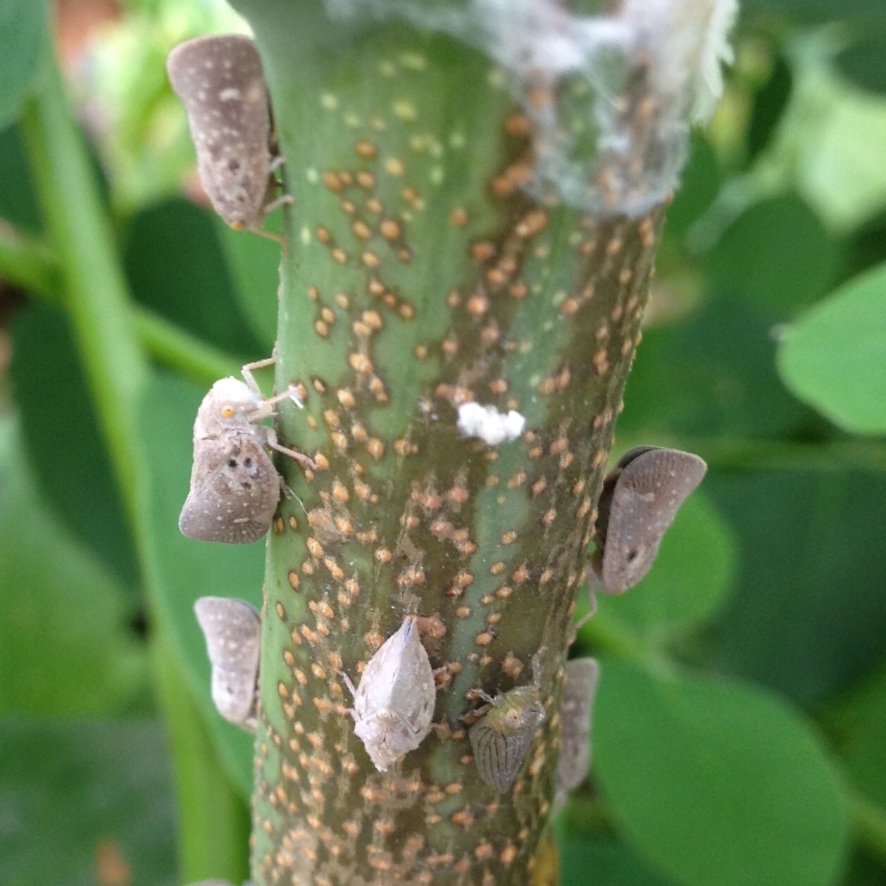 Metcalfa pruinosa