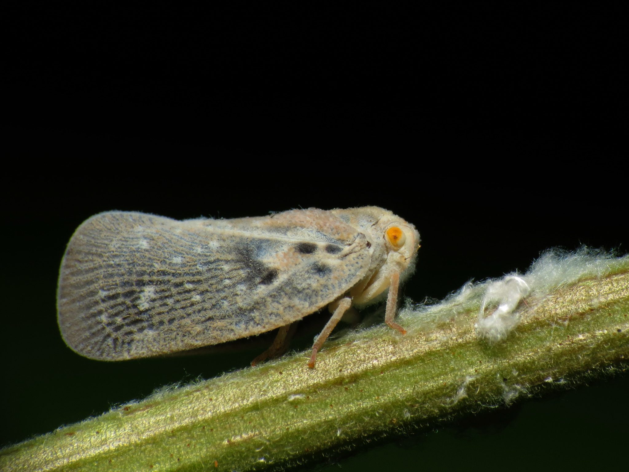 Metcalfa pruinosa