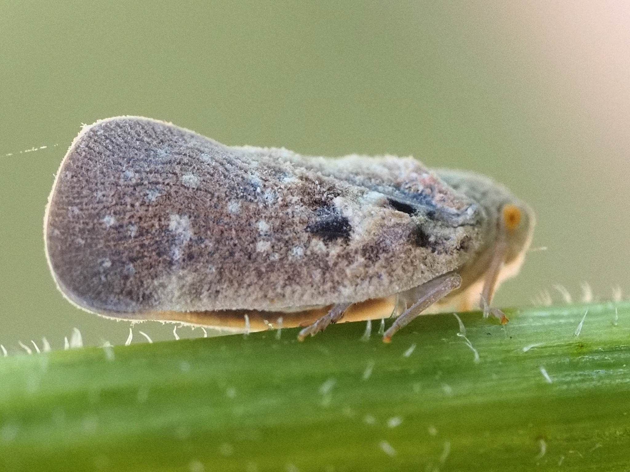 Metcalfa pruinosa