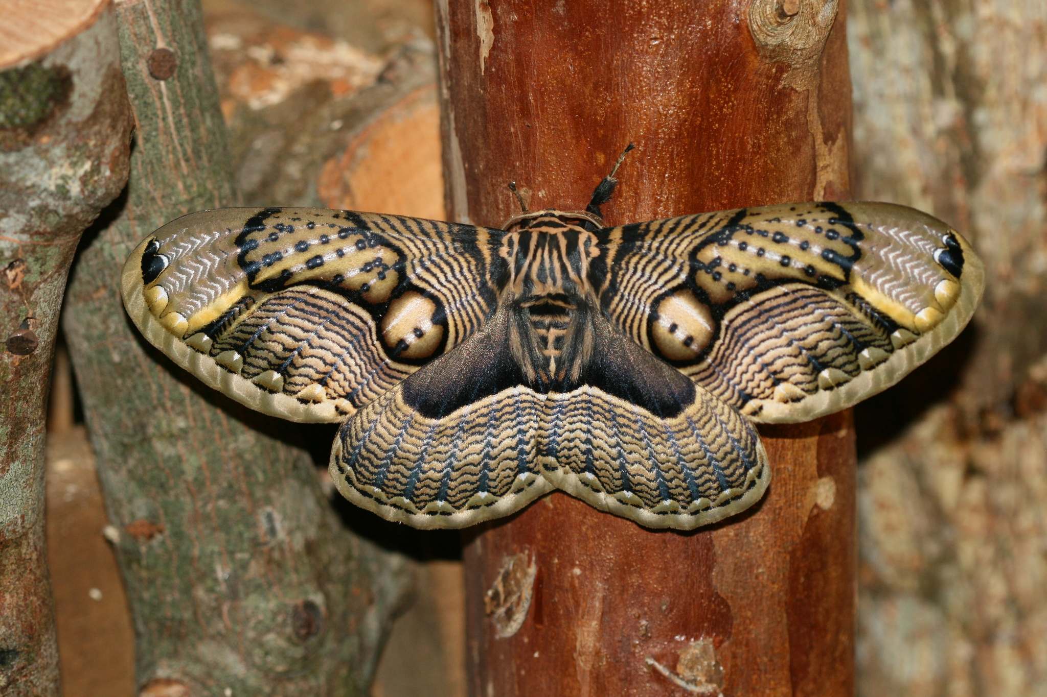 Brahmaea wallichii