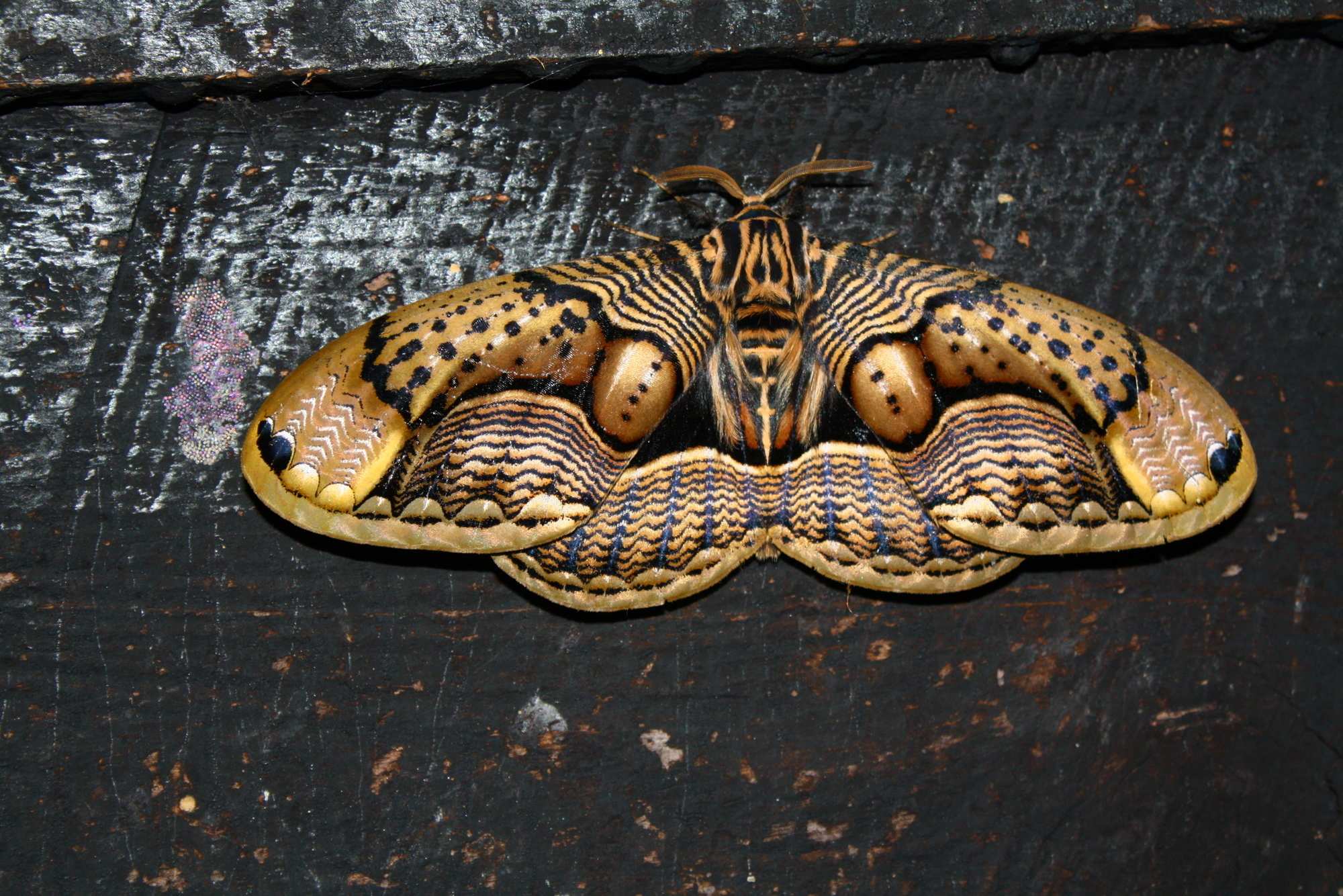 Brahmaea wallichii