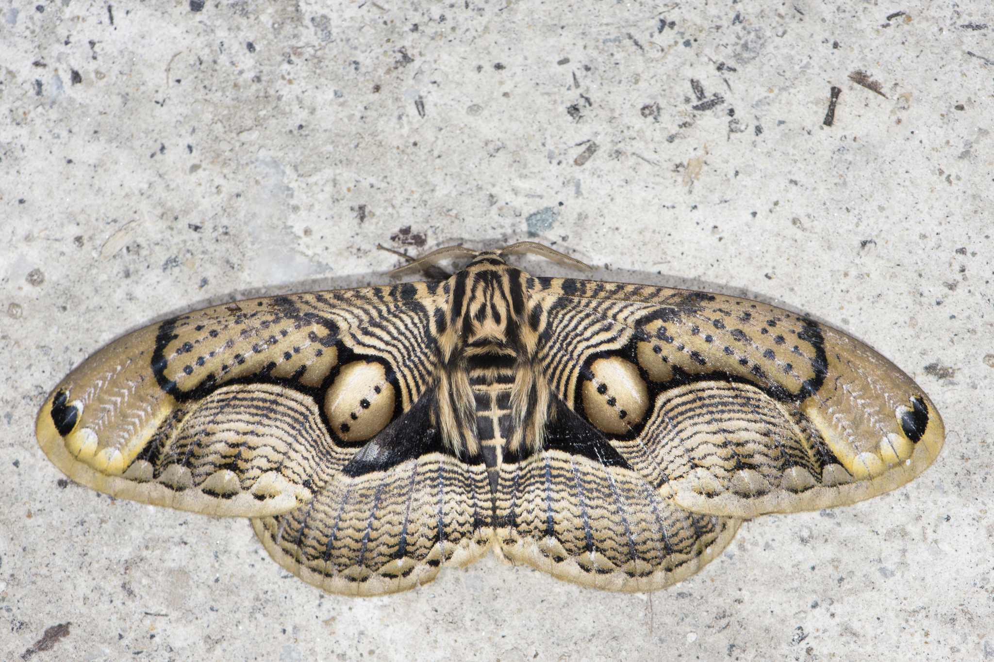 Brahmaea wallichii