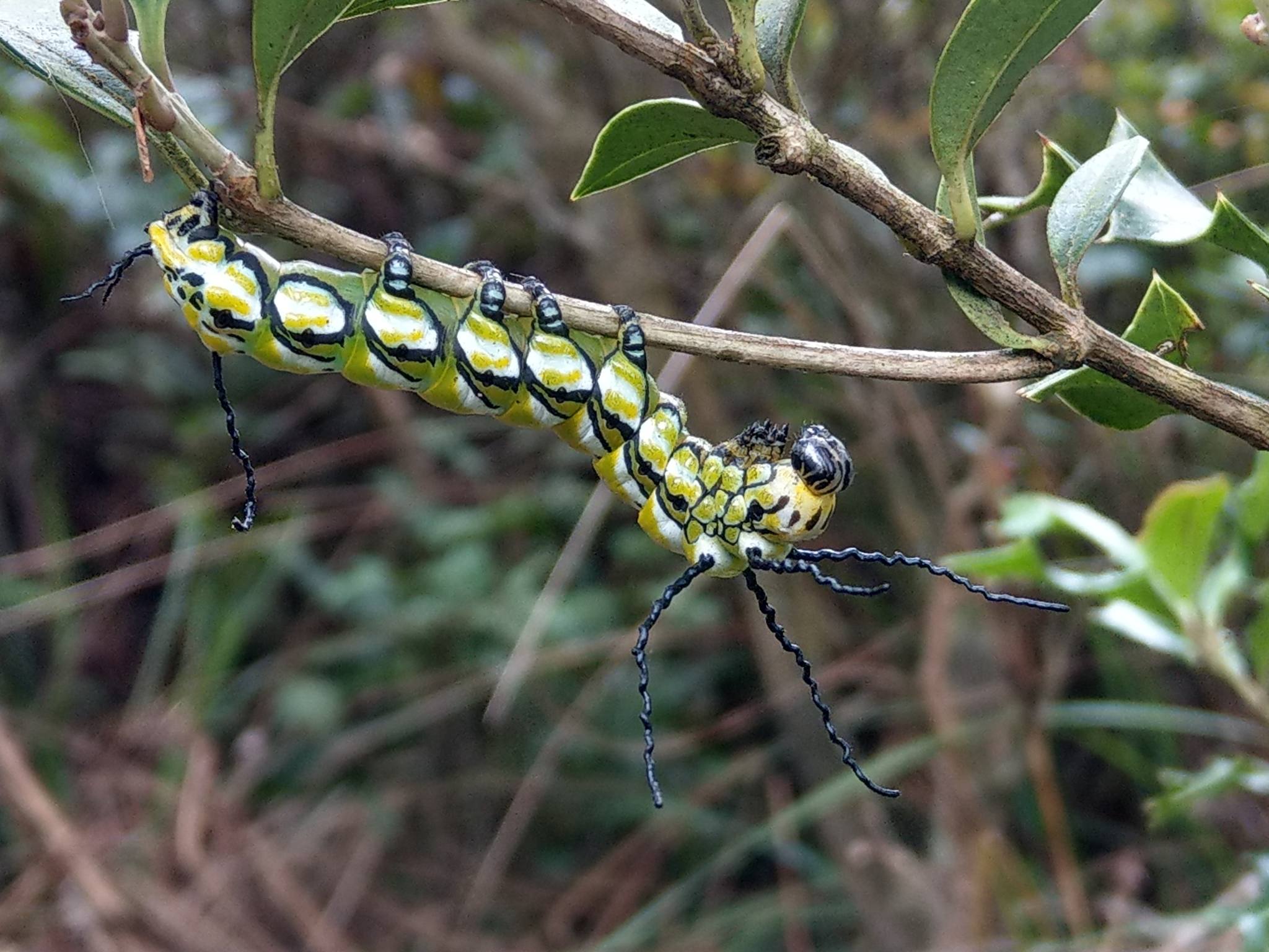 Brahmaea wallichii