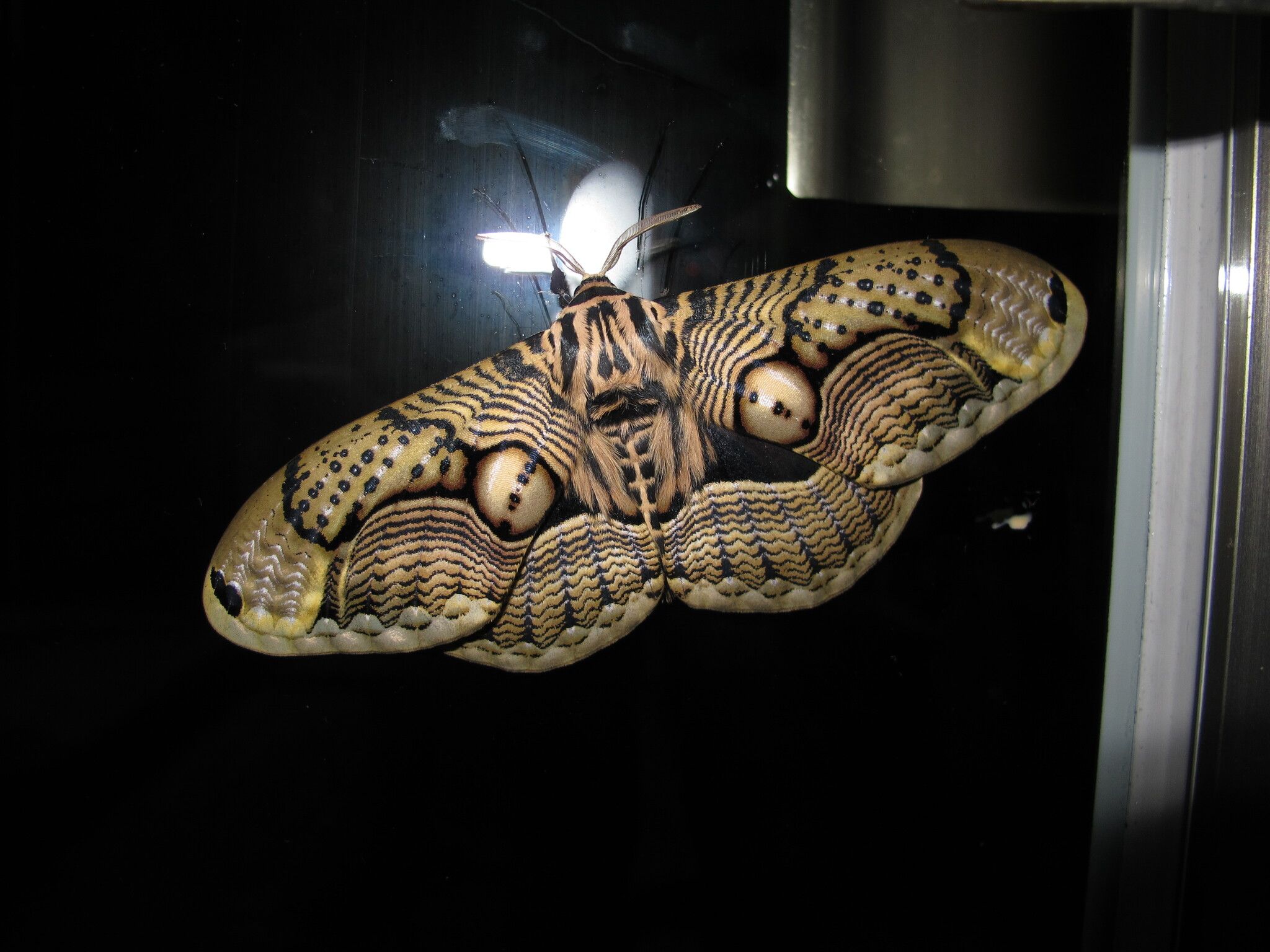 Brahmaea wallichii