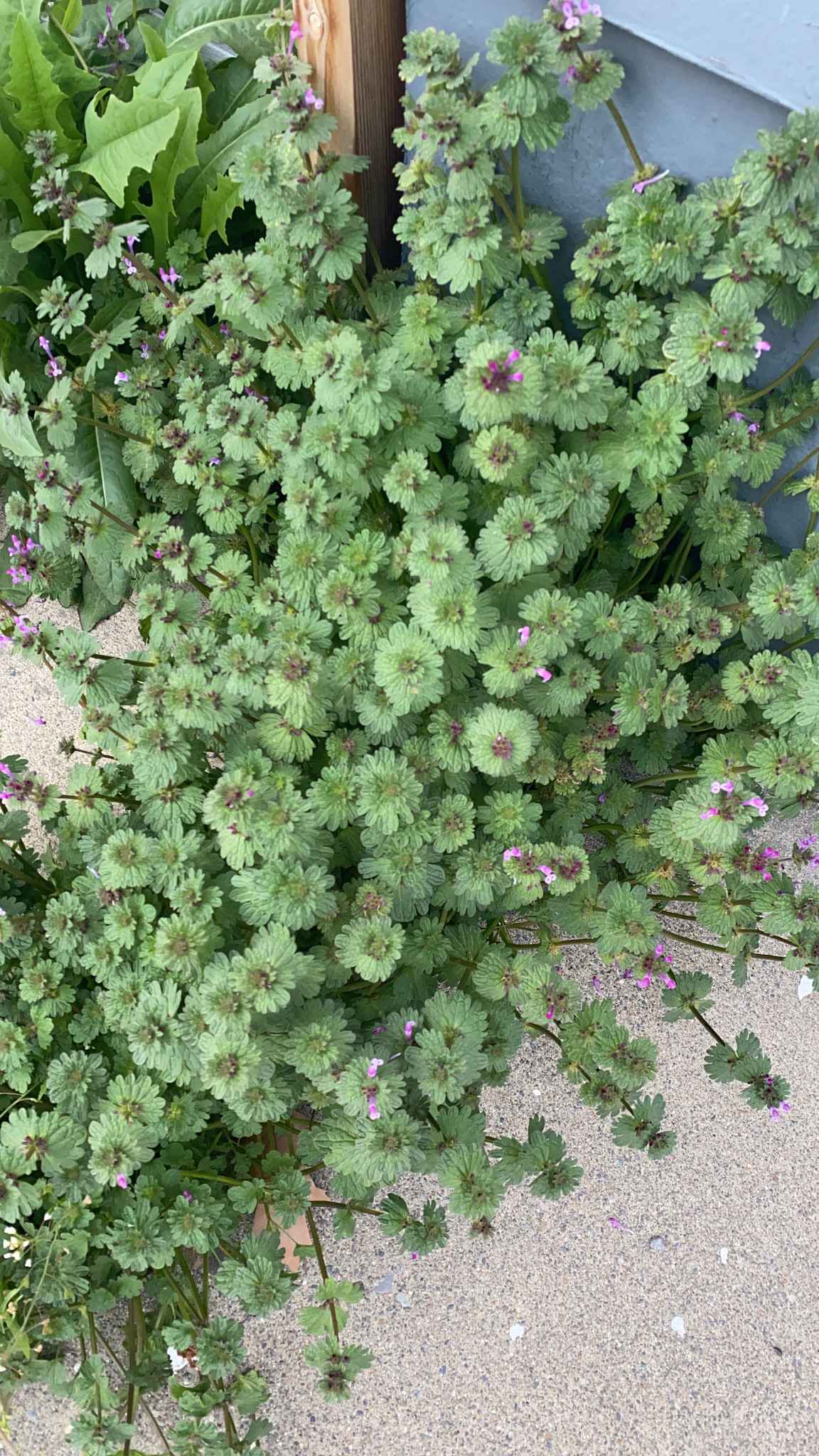 Lamium amplexicaule