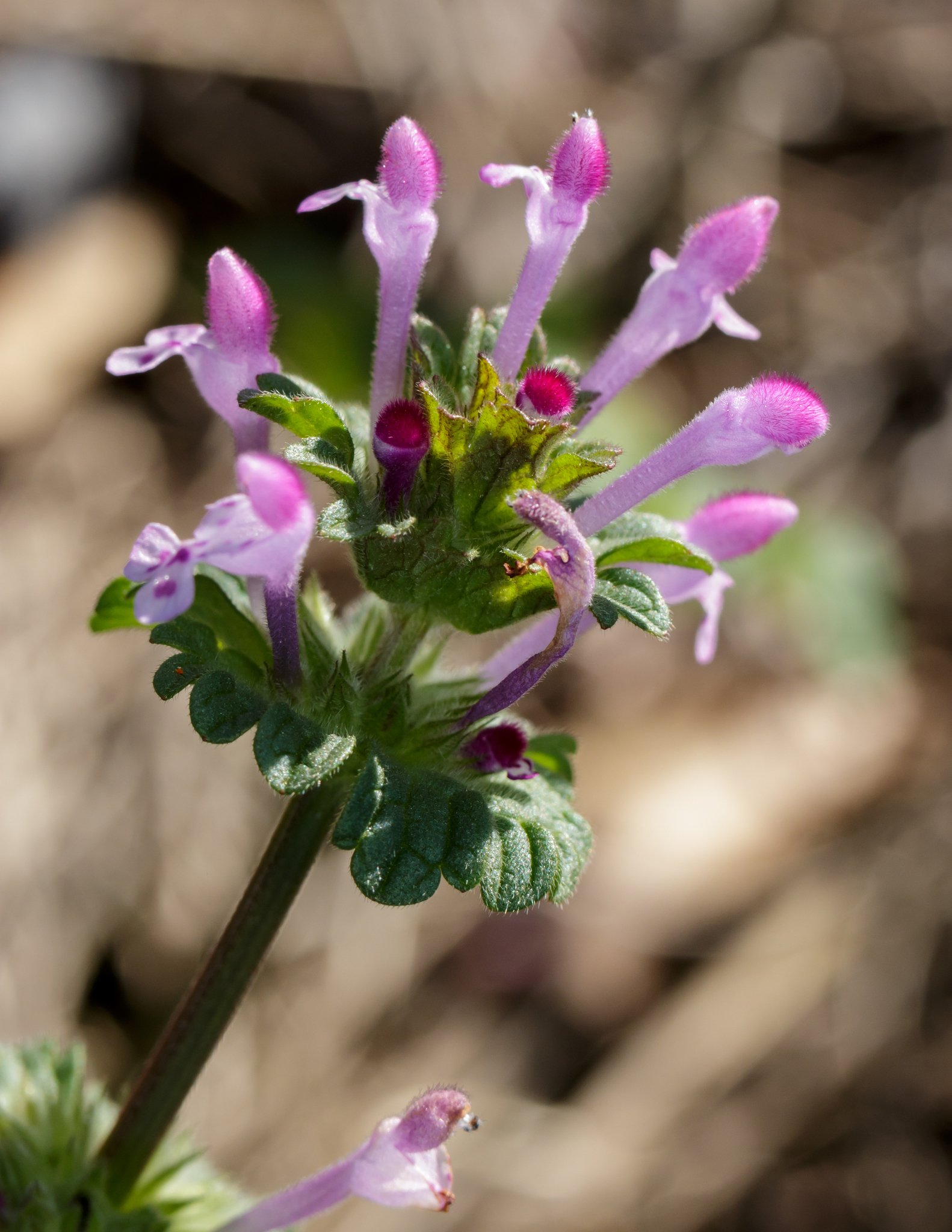 Lamium amplexicaule