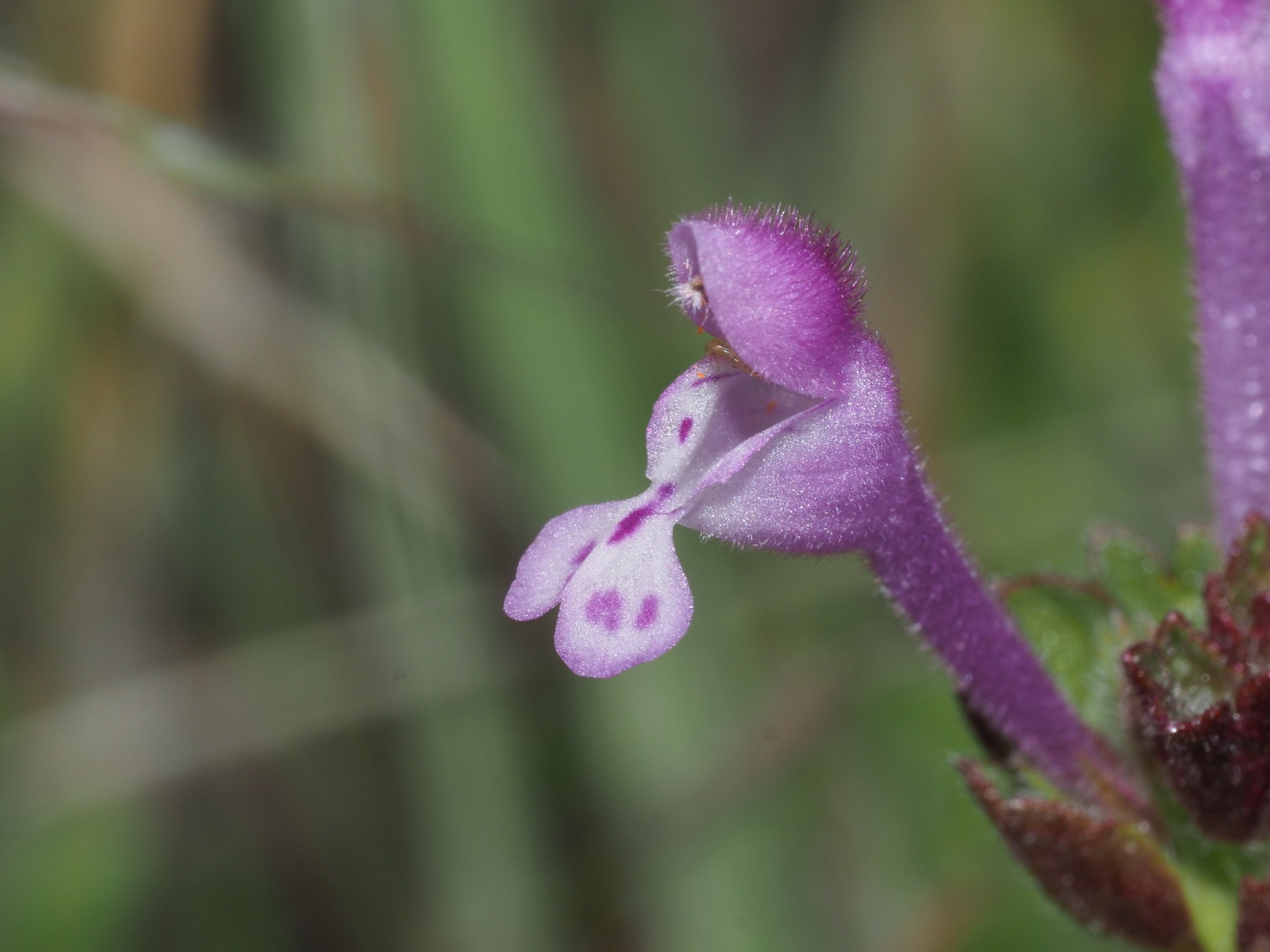Lamium amplexicaule