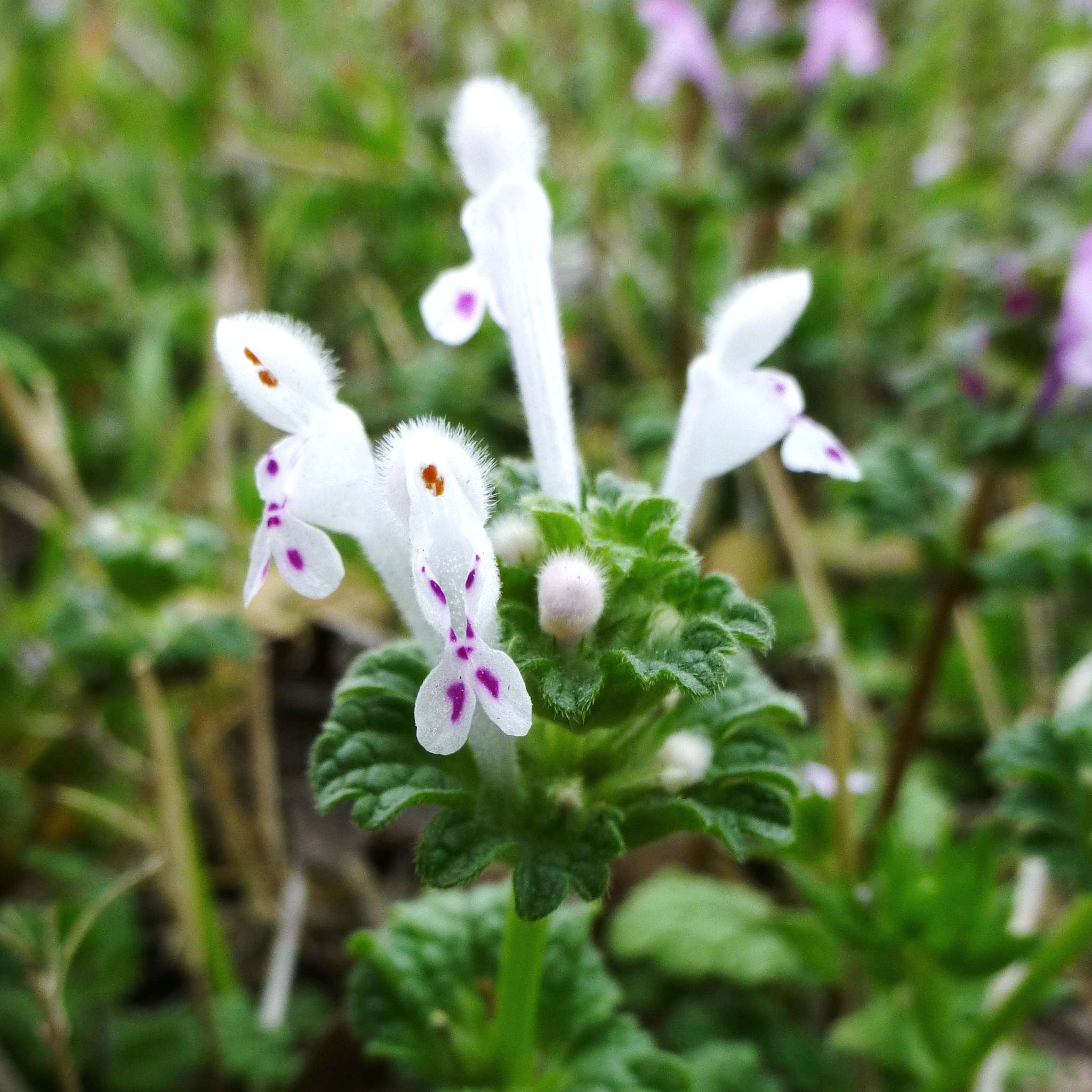 Lamium amplexicaule