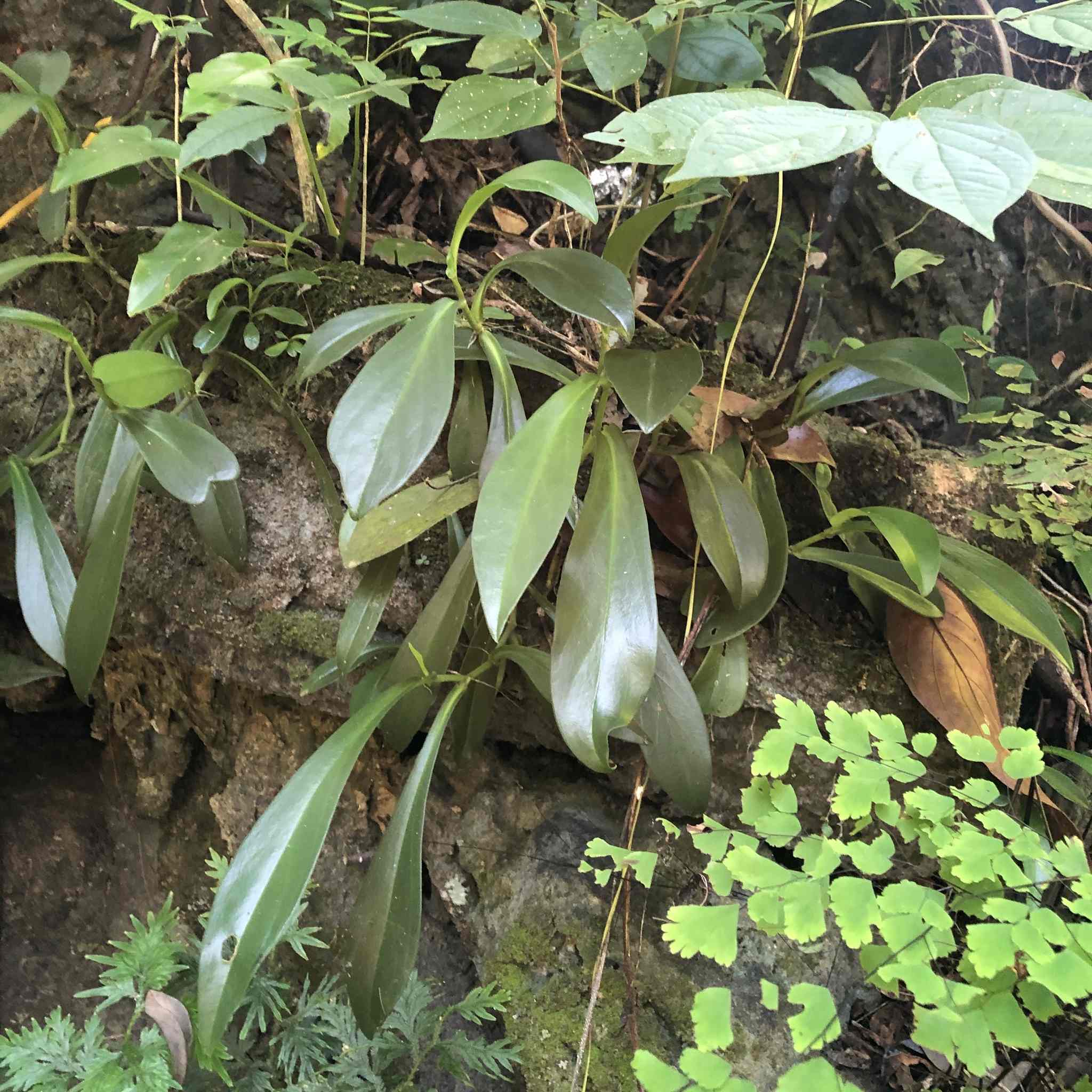 Peperomia clusiifolia