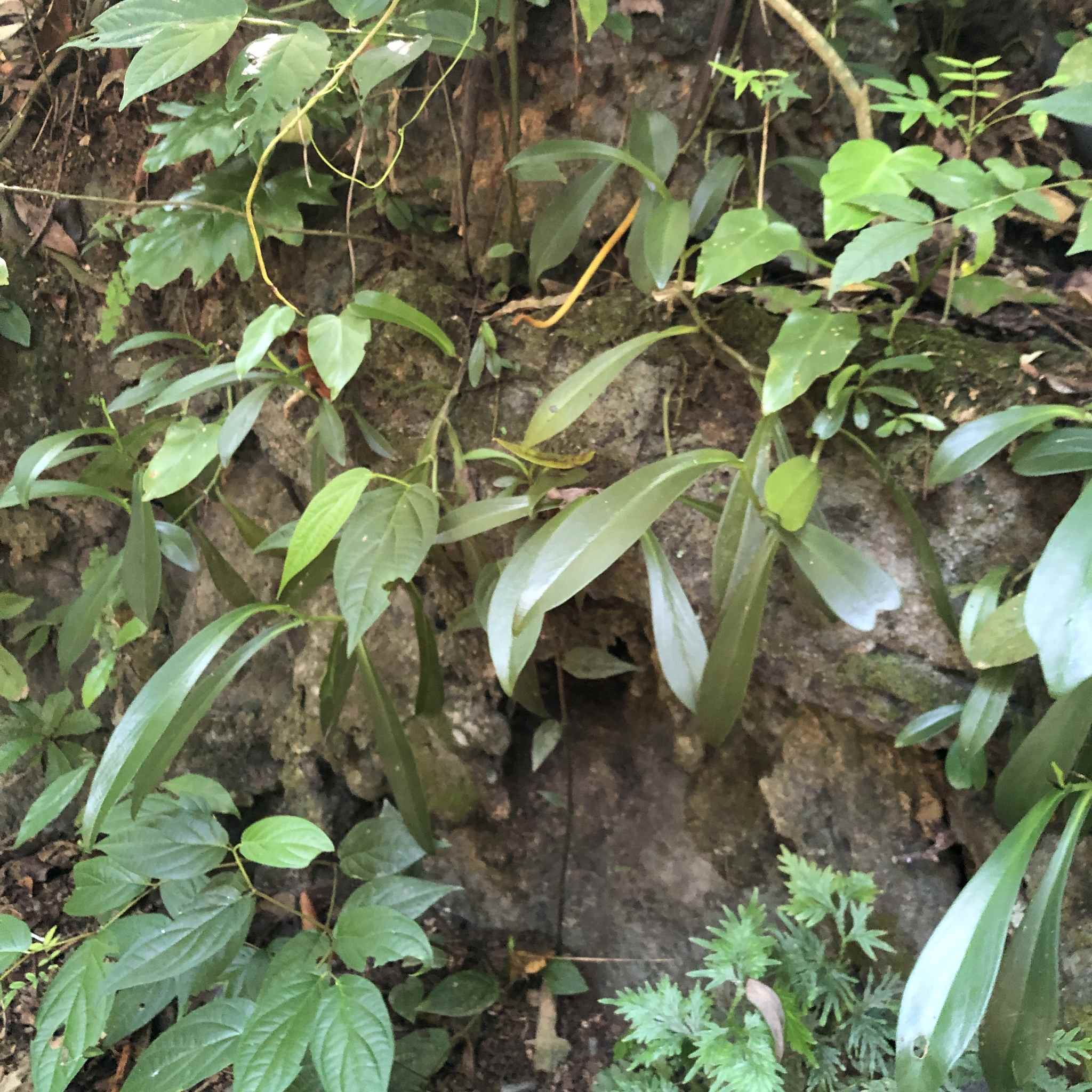 Peperomia clusiifolia