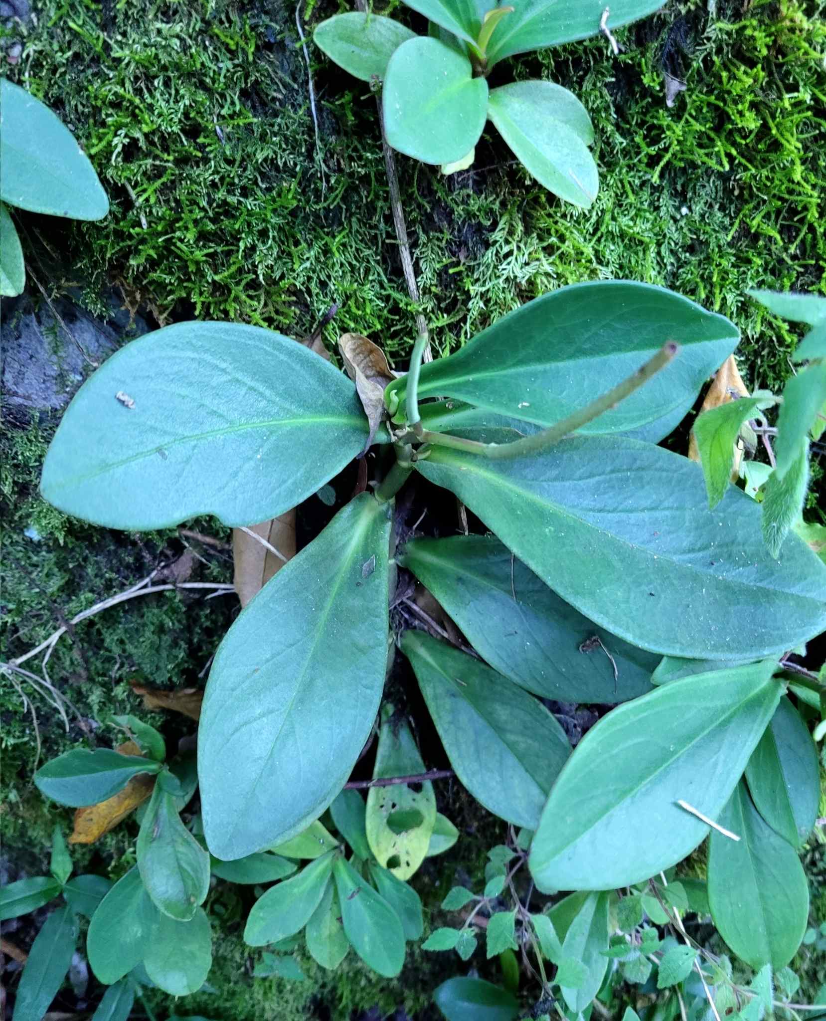 Peperomia clusiifolia