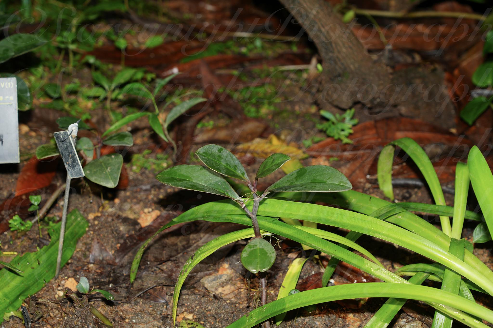 Peperomia clusiifolia