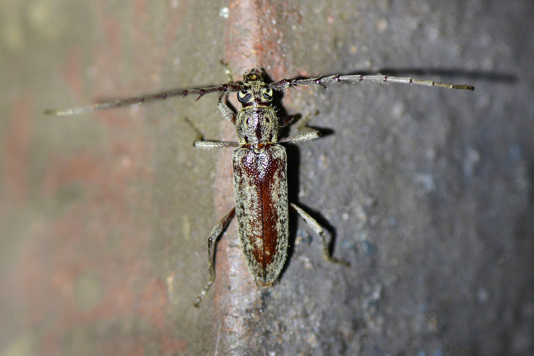 Elaphidion