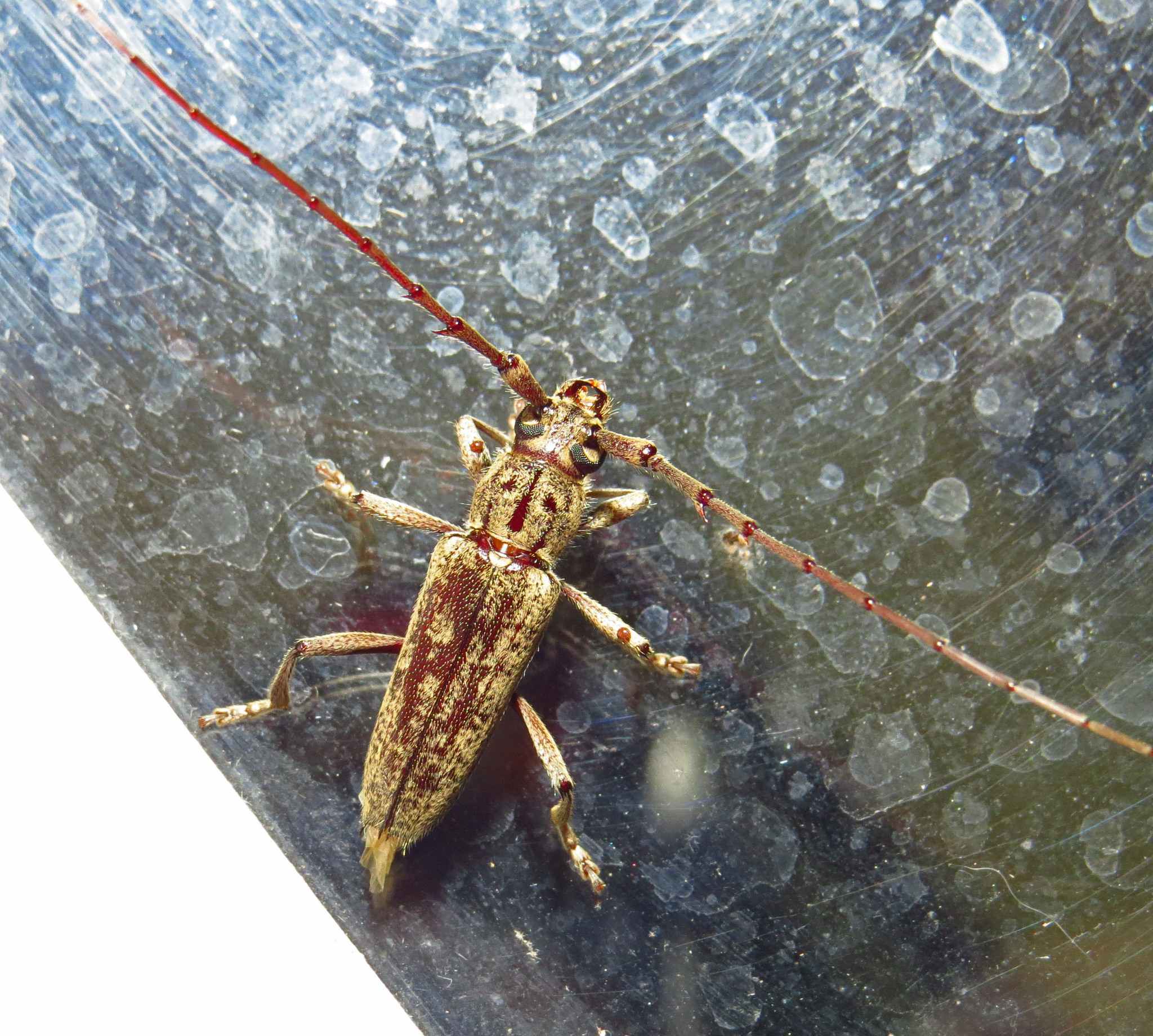 Elaphidion