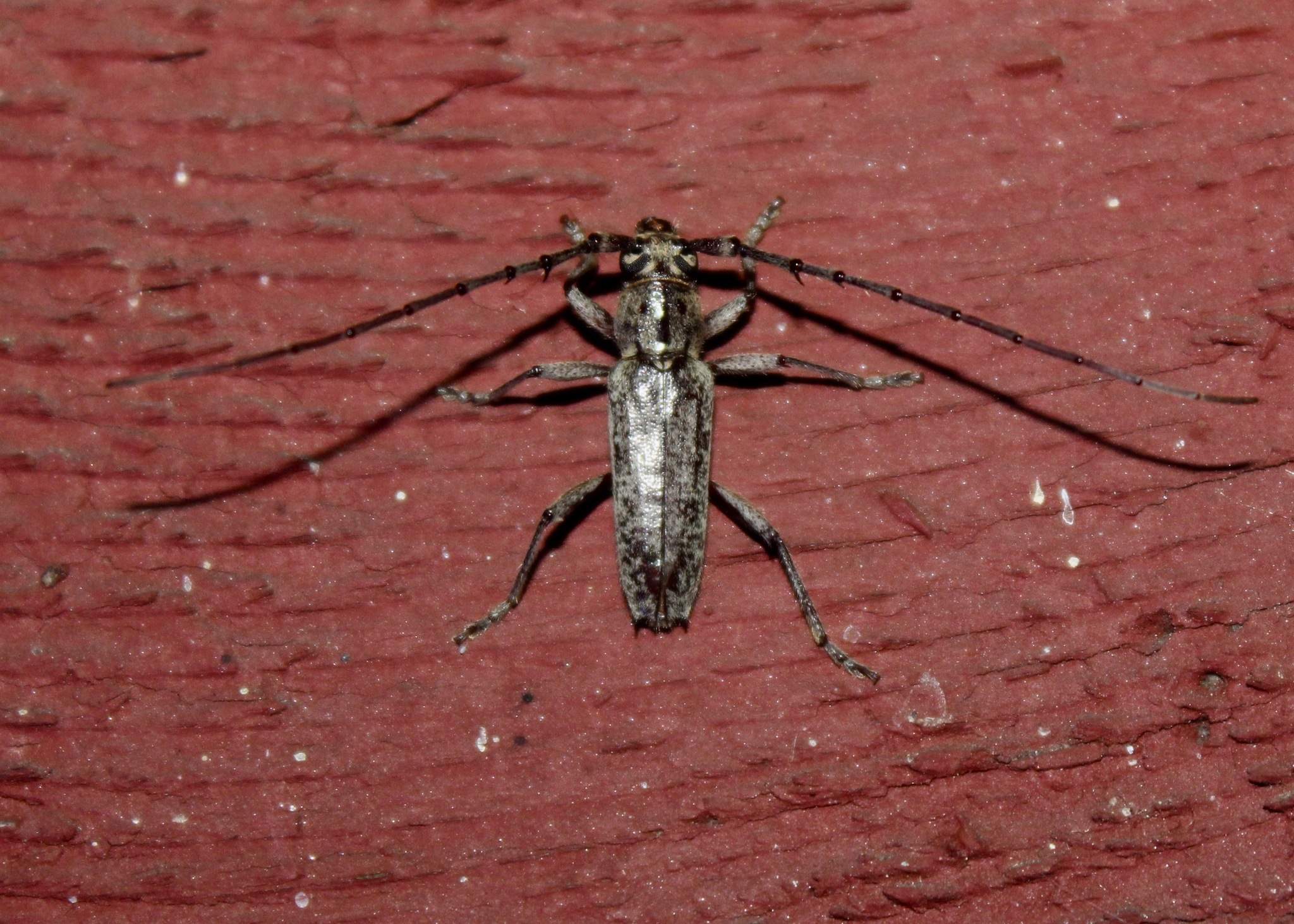 Elaphidion