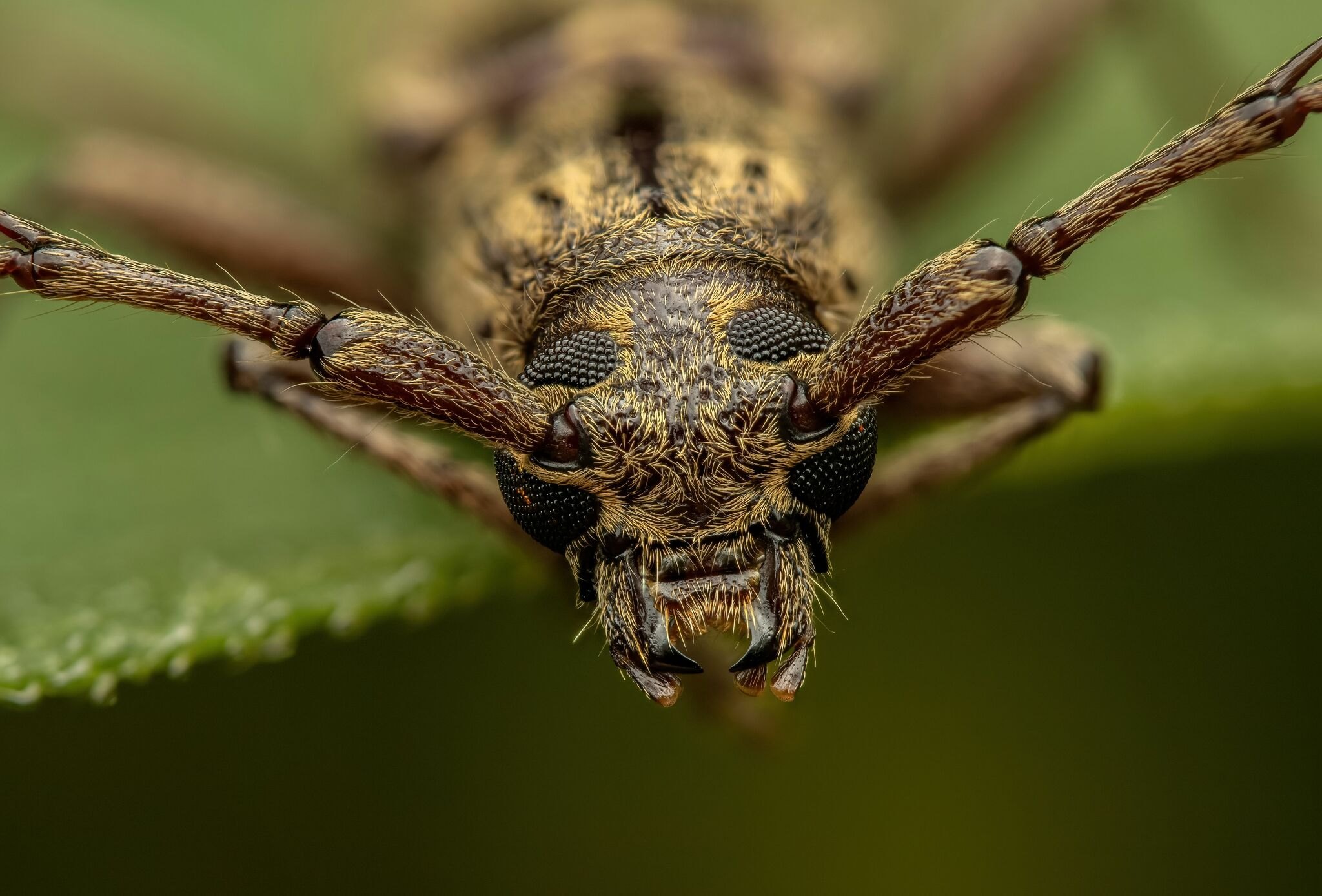 Elaphidion