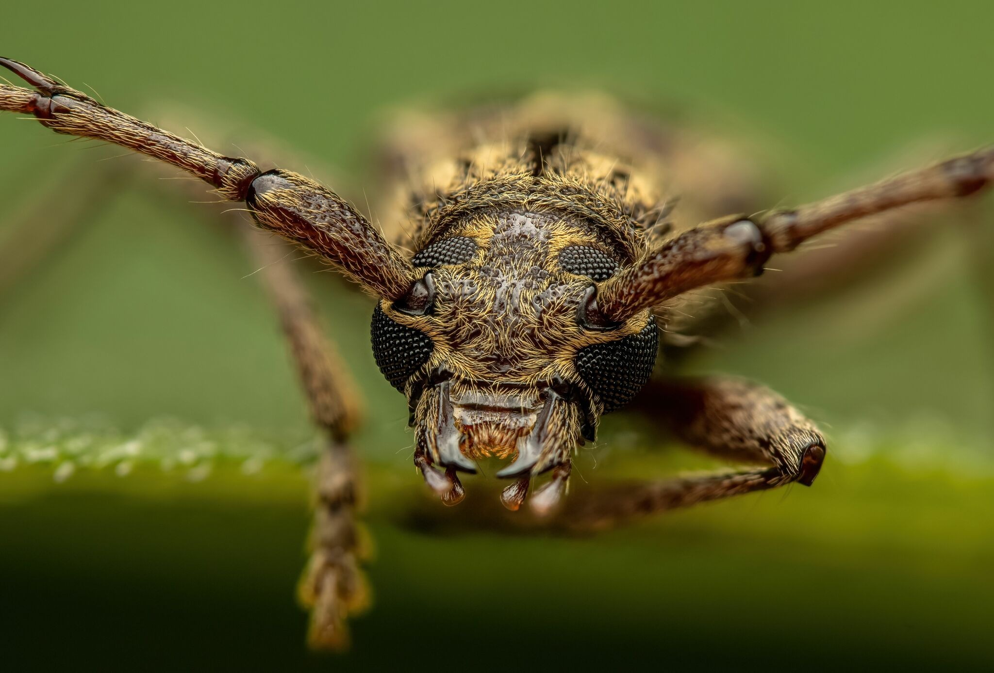 Elaphidion