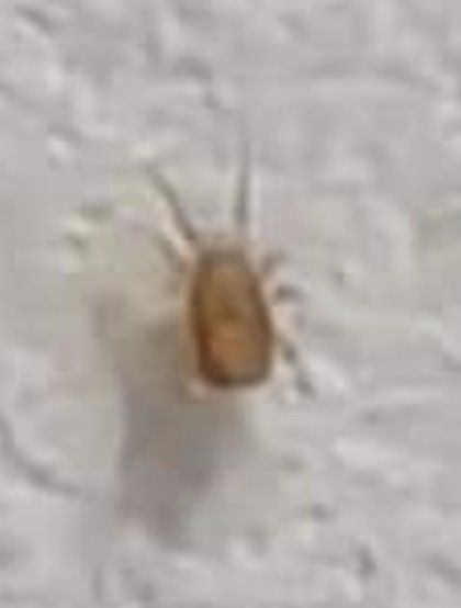Siteroptes
