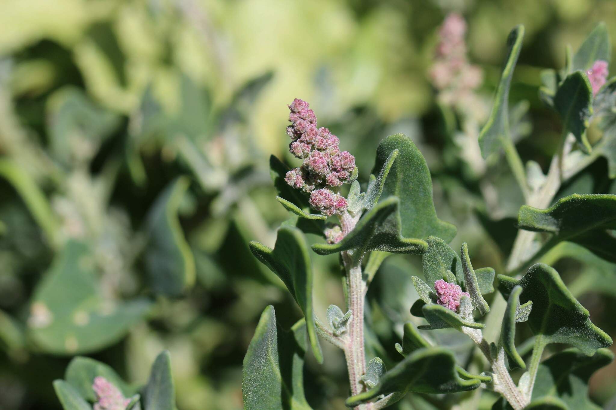 Chenopodium petiolare