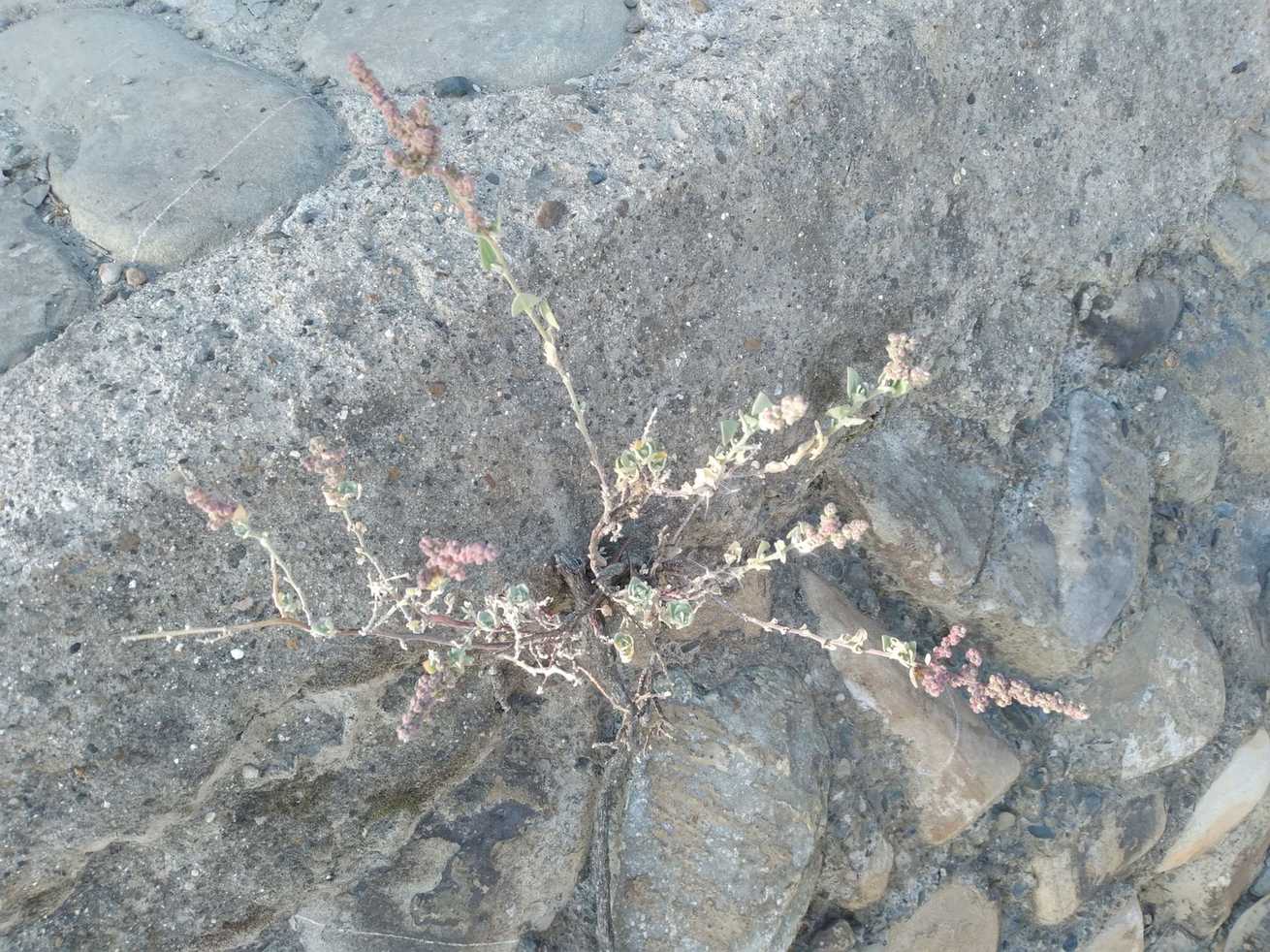 Chenopodium petiolare