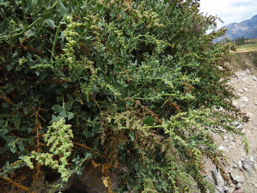 Chenopodium petiolare