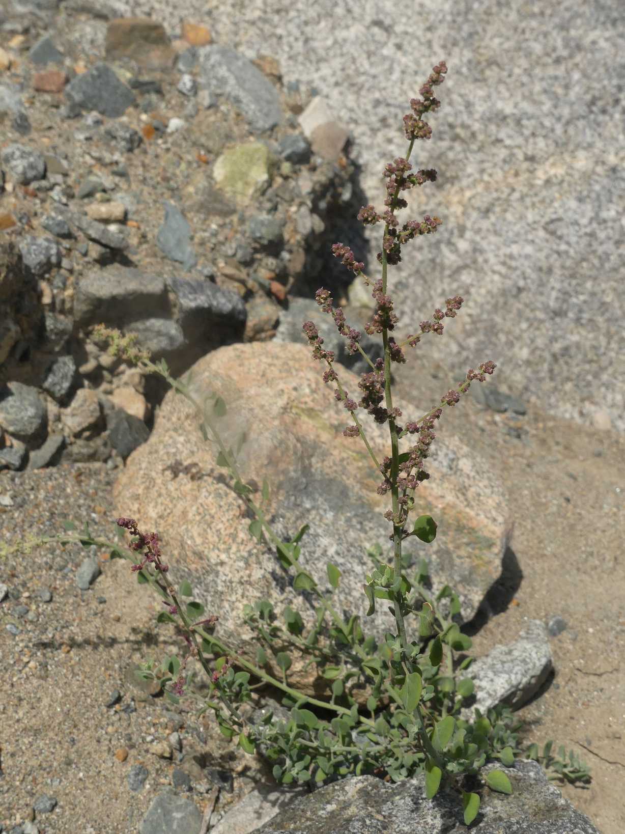 Chenopodium petiolare