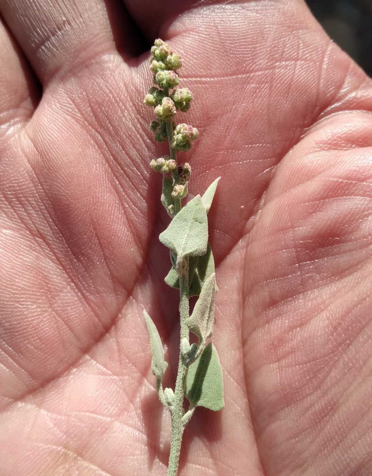 Chenopodium petiolare