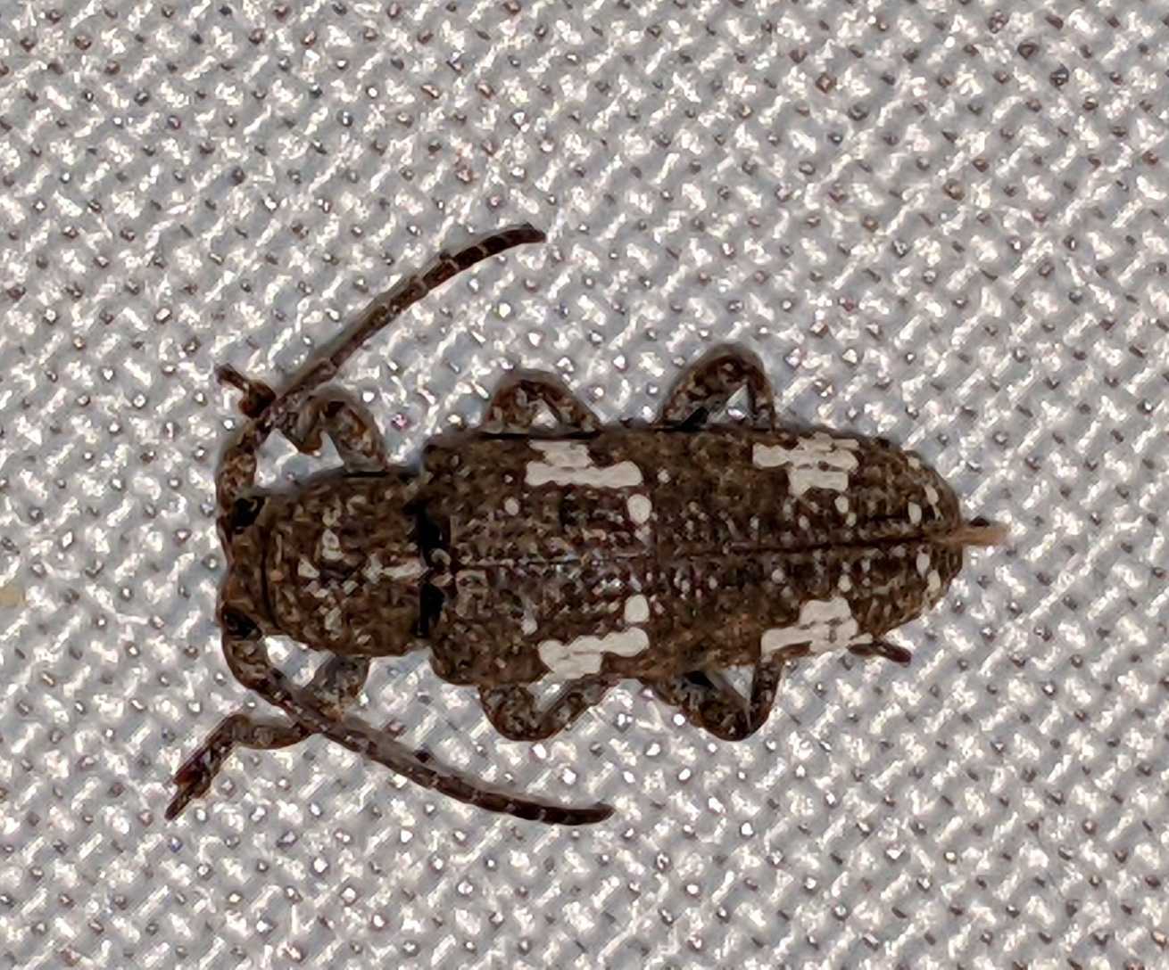 Apomecyna saltator