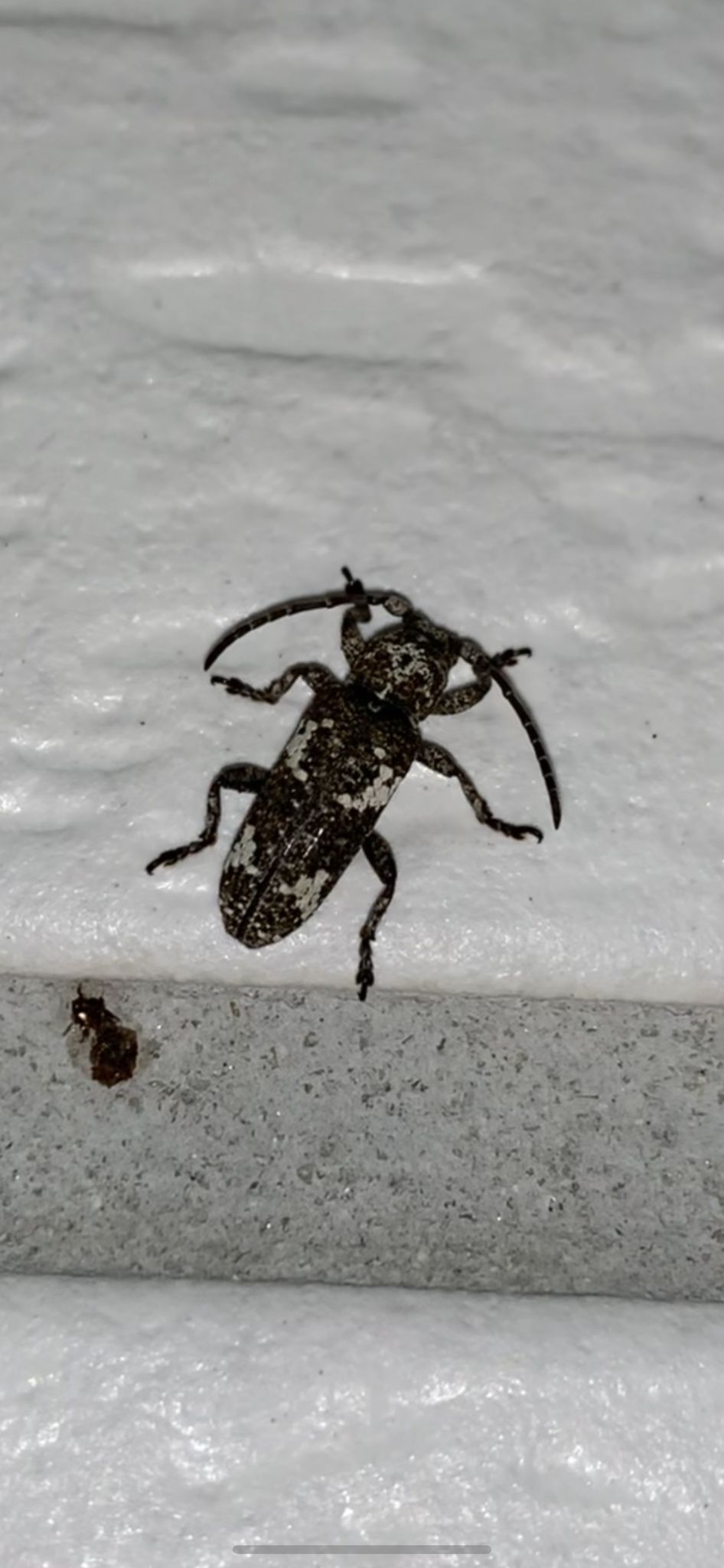 Apomecyna saltator