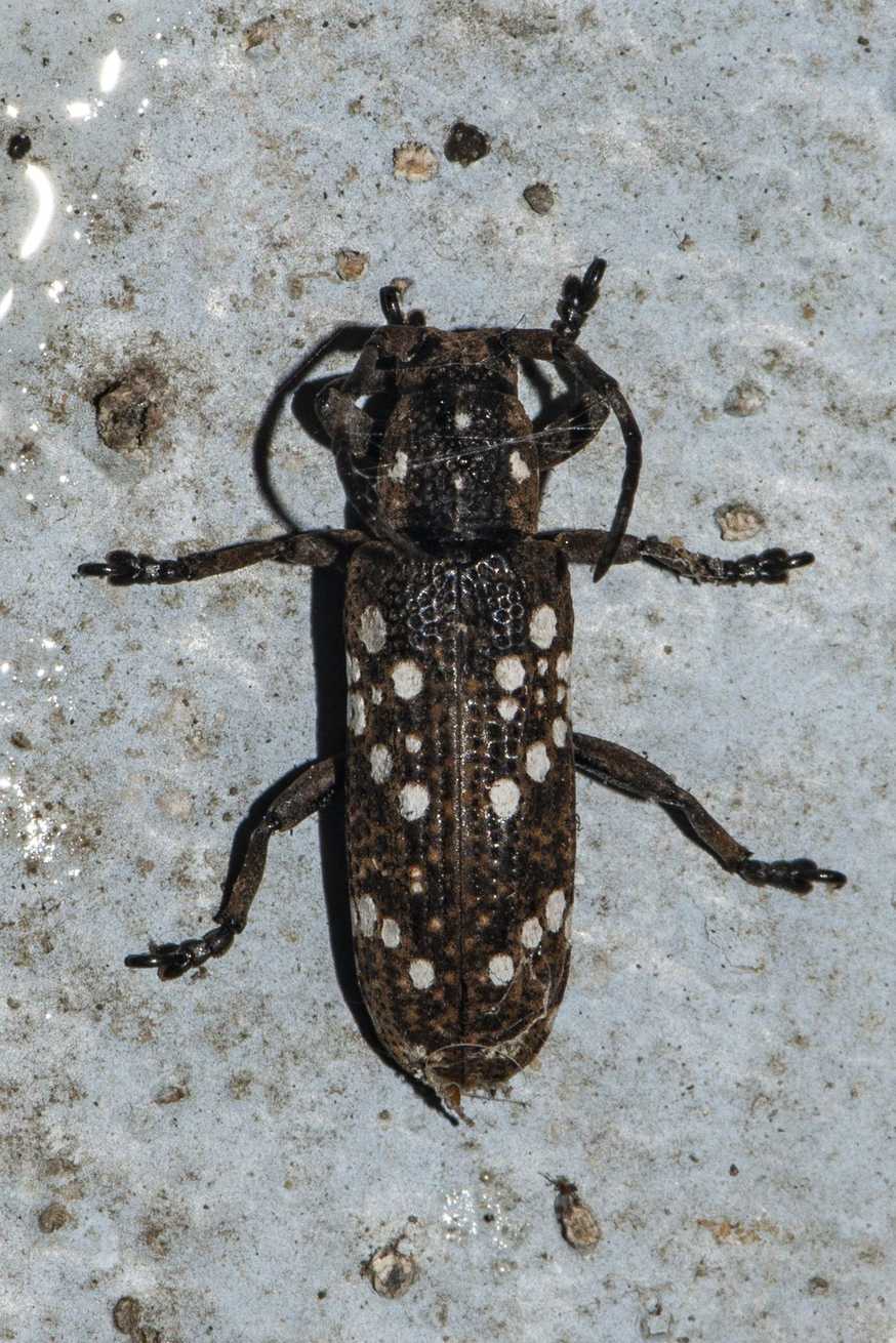 Apomecyna saltator