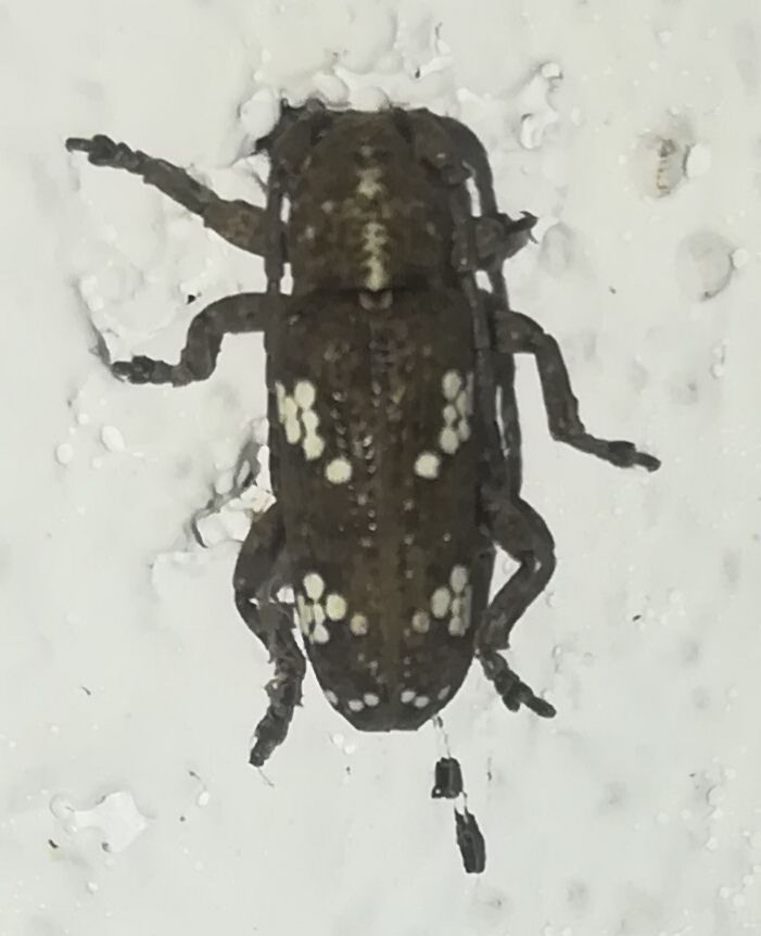 Apomecyna saltator