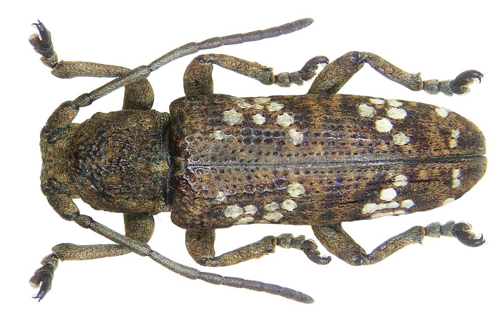 Apomecyna saltator