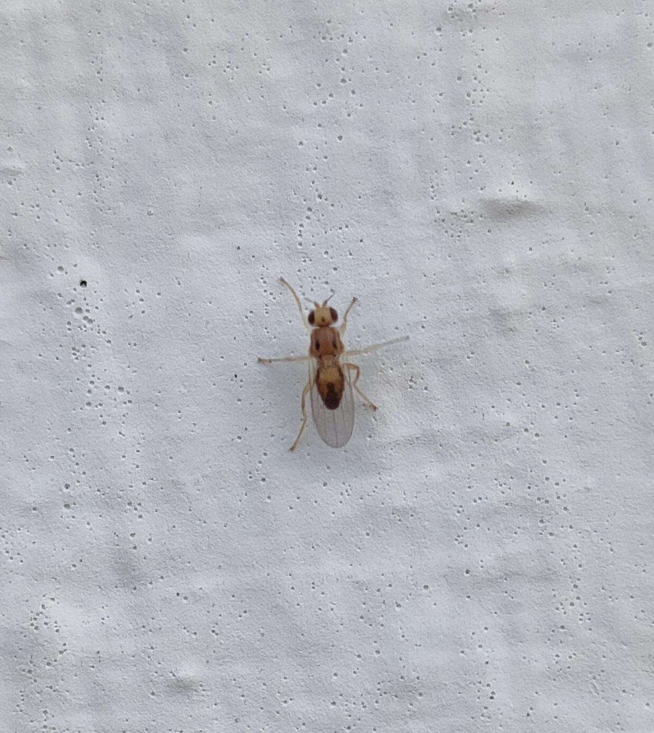 Elachiptera bimaculata