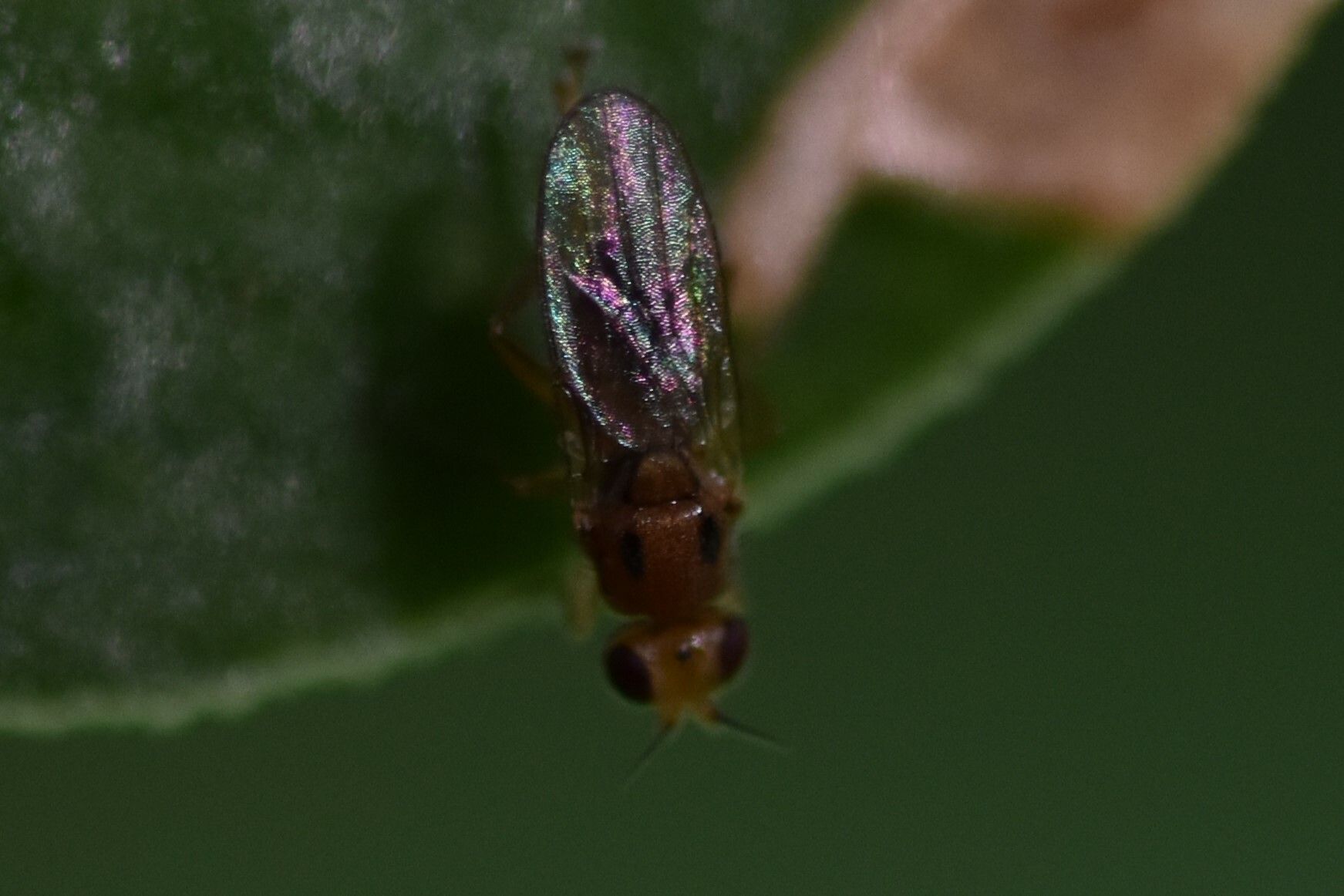 Elachiptera bimaculata