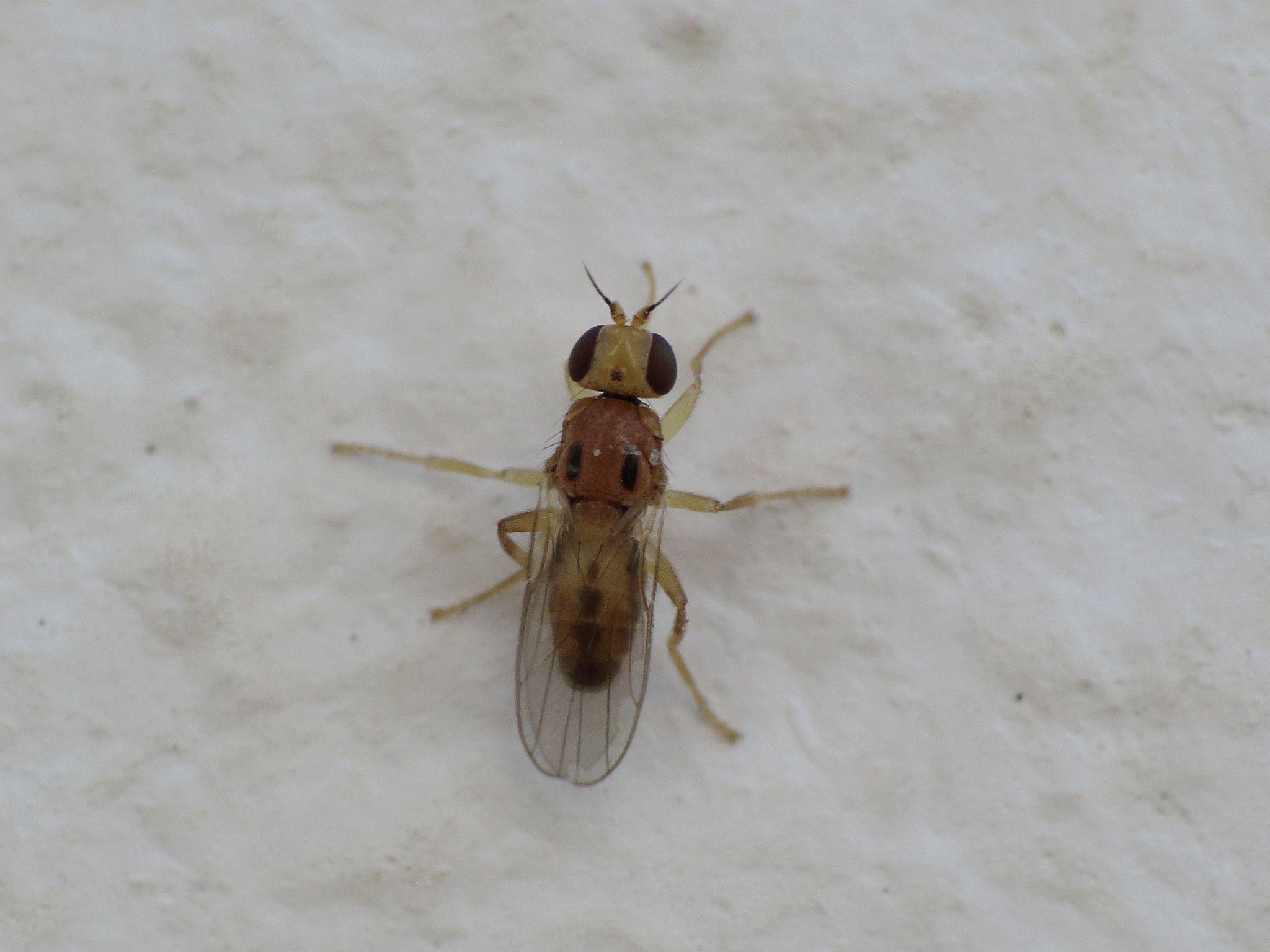 Elachiptera bimaculata