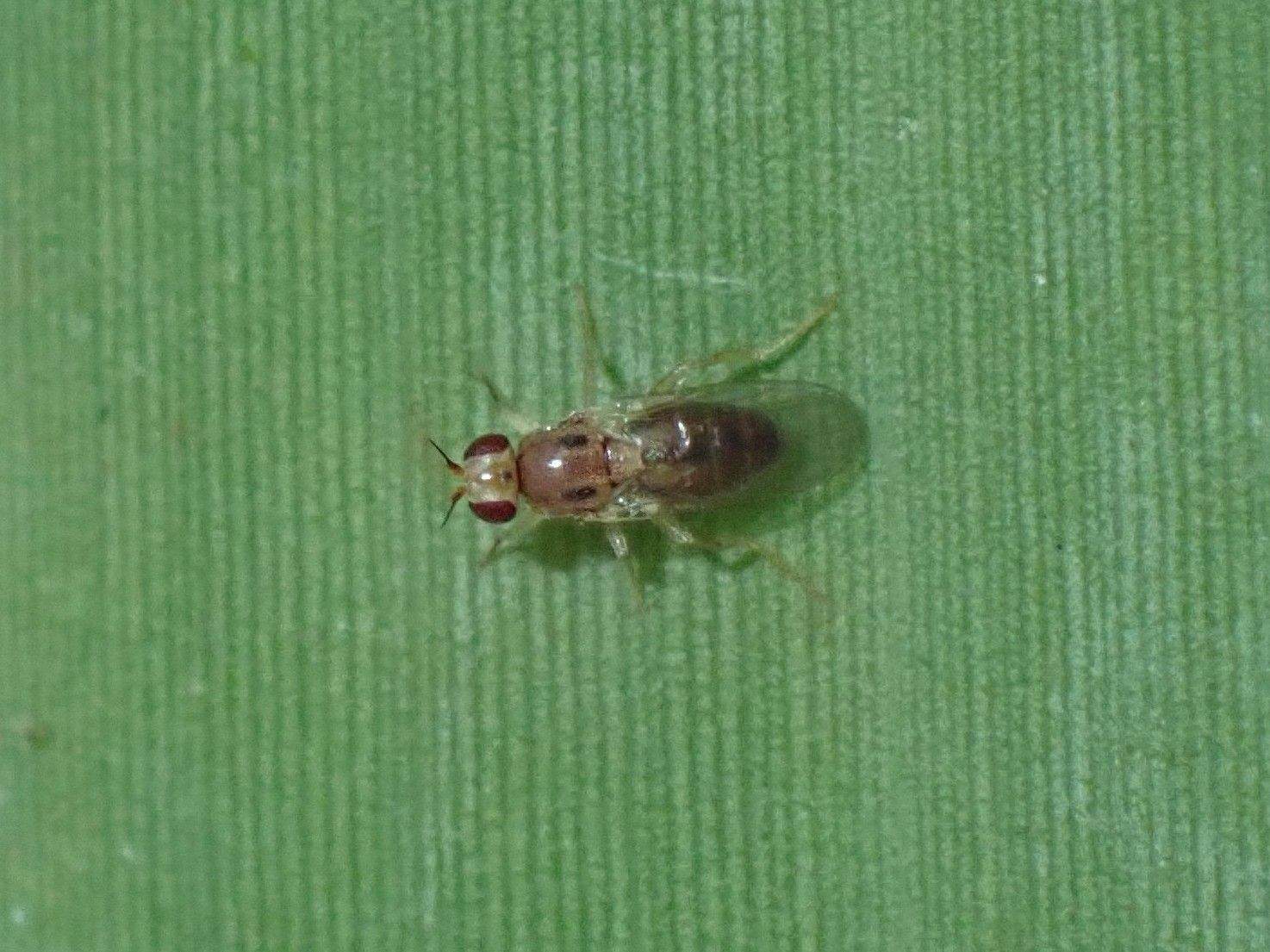 Elachiptera bimaculata