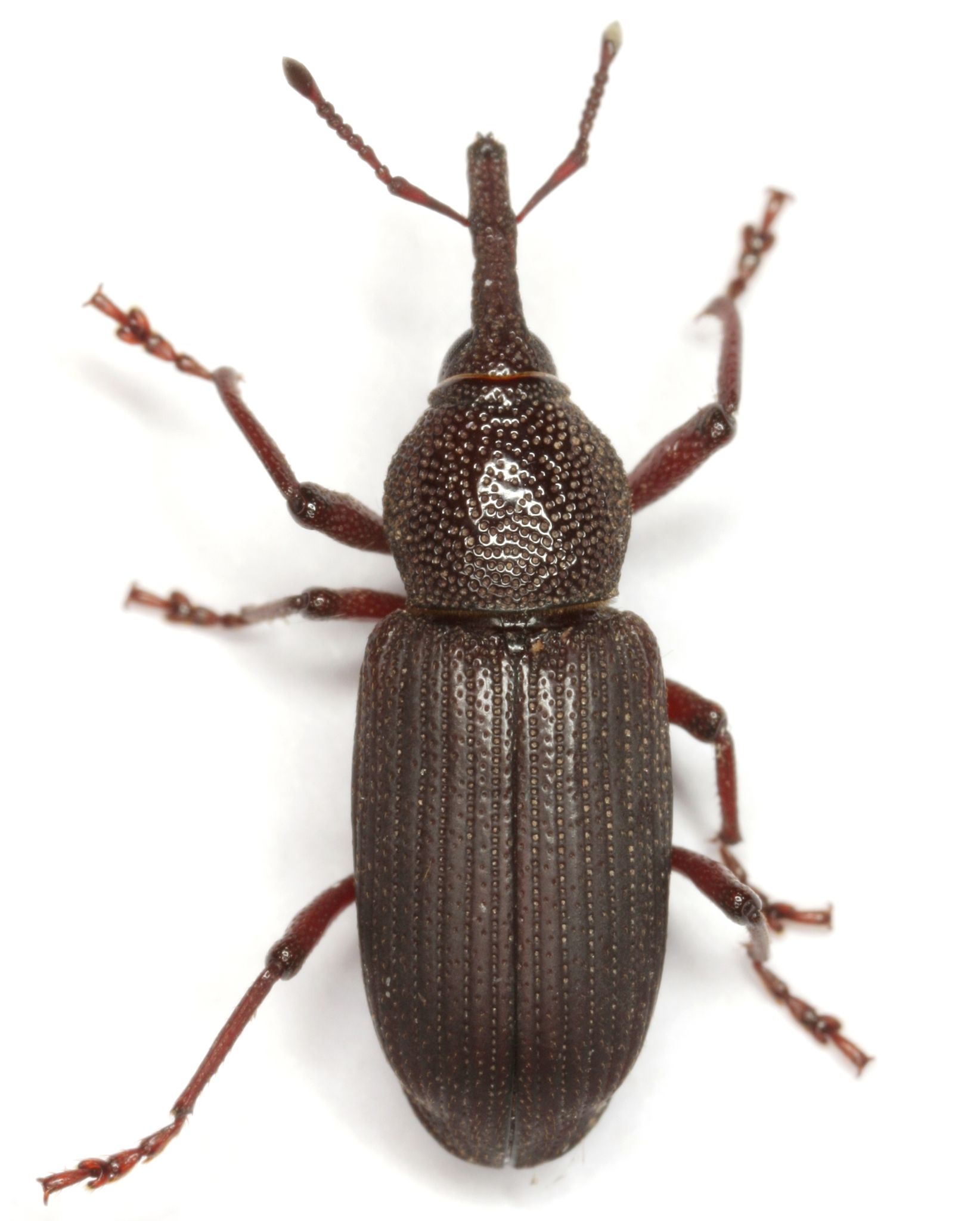 Yuccaborus frontalis