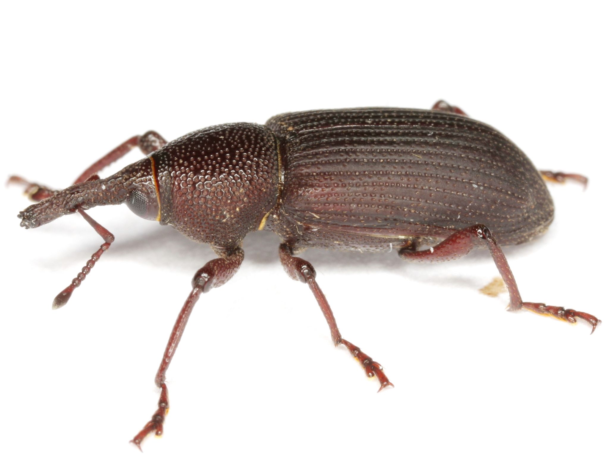 Yuccaborus frontalis